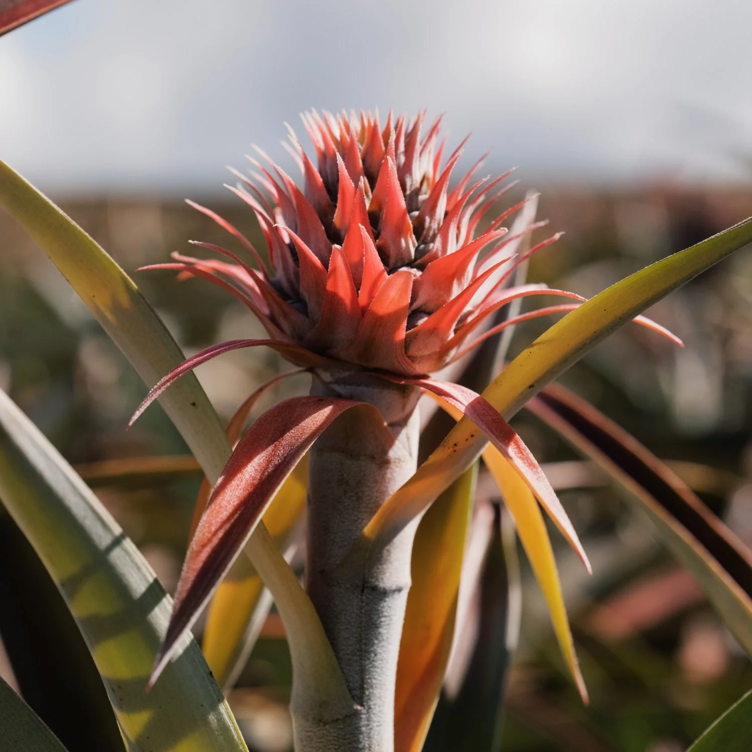 Close-up of a pineapple plant with a young pineapple fruit surrounded by spiky green and yellow leaves.