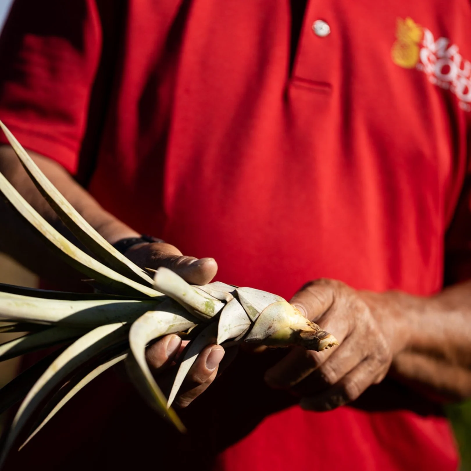 Close-up of an elderly person's hands holding a bunch of white and green aloe vera leaves, with a person wearing a red shirt in the background.