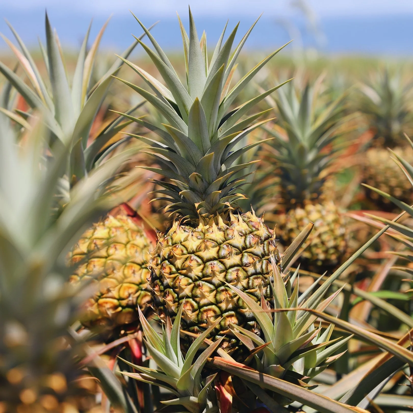 Close-up of a pineapple growing in a field, with other pineapples and green plants in the background.