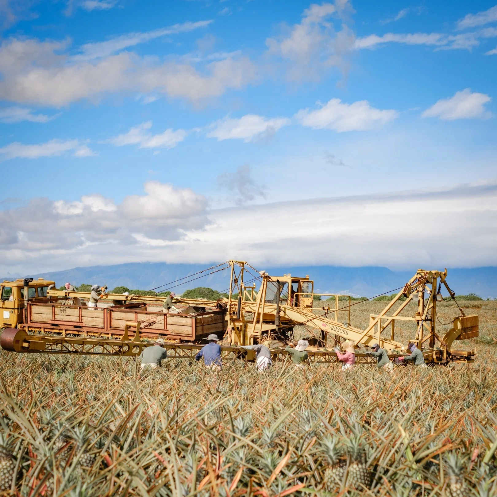 Farm workers operate machinery in a pineapple field on a clear day, with mountains in the background.