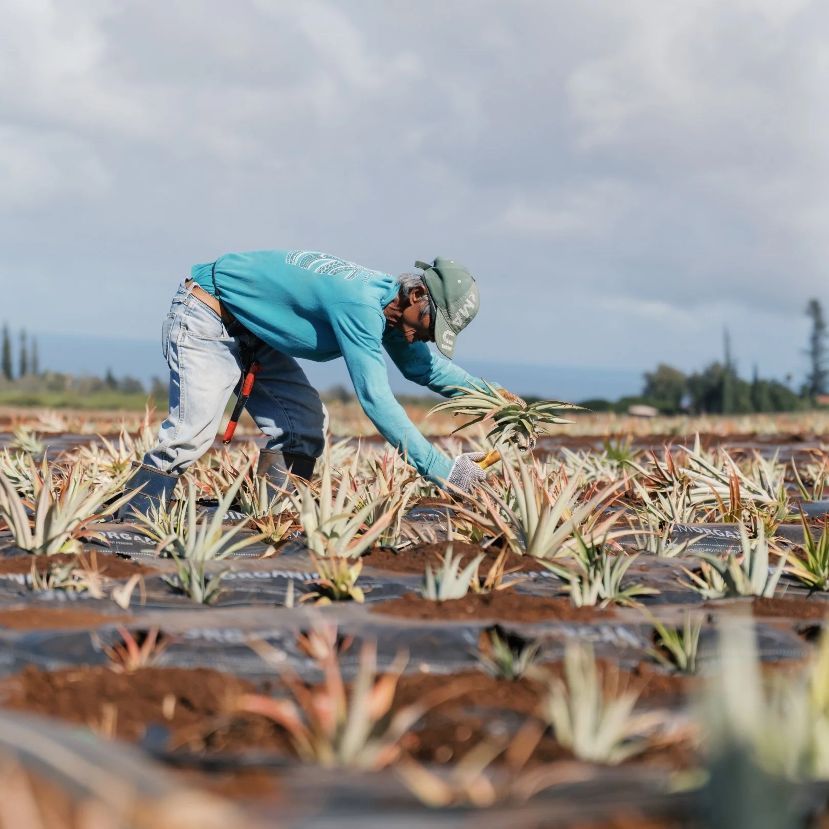 A person wearing a green cap, blue sweatshirt, and jeans working in a pineapple field planting or harvesting pineapples.