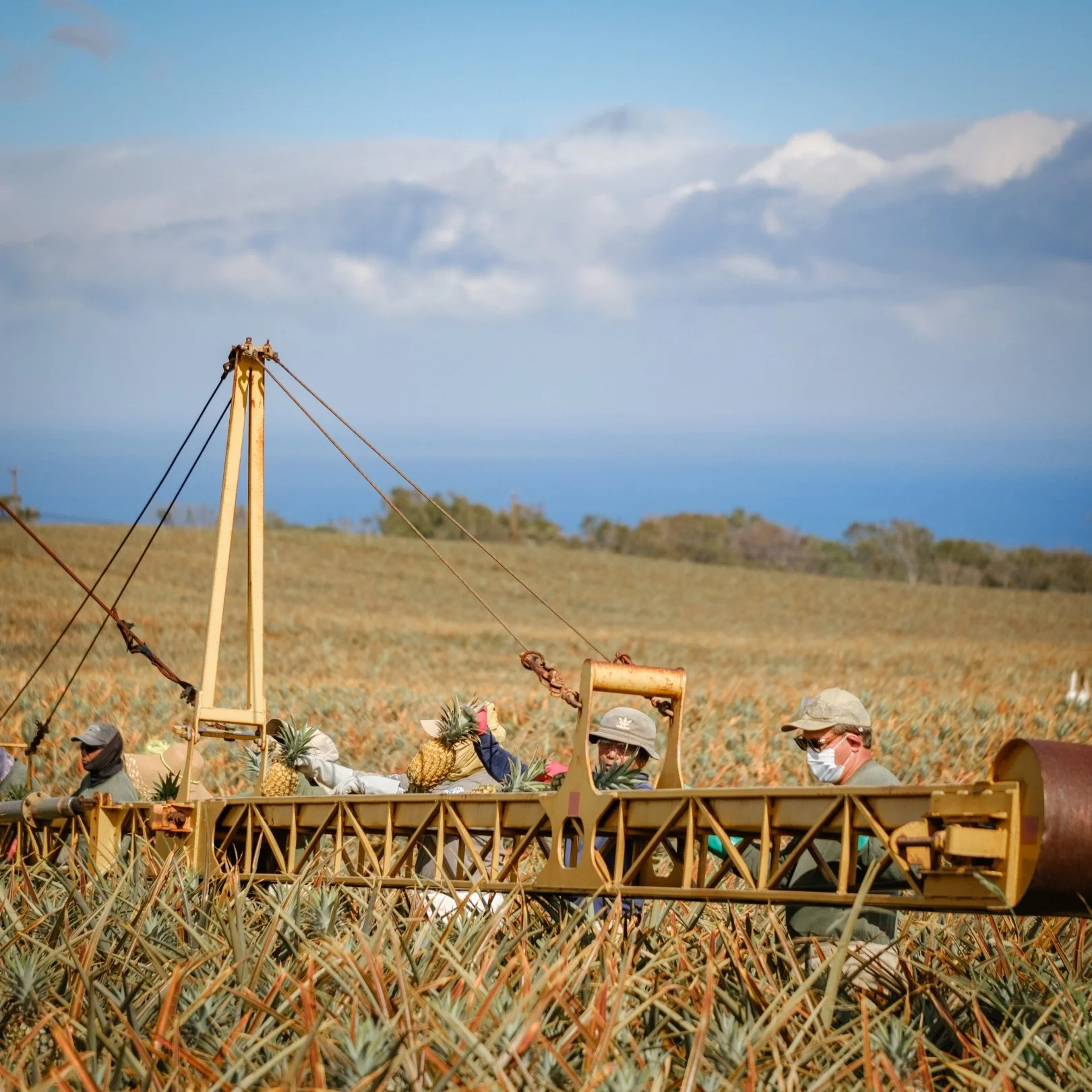 People wearing masks working in a southern pineapple field with a tractor, with hills and blue sky in the background.