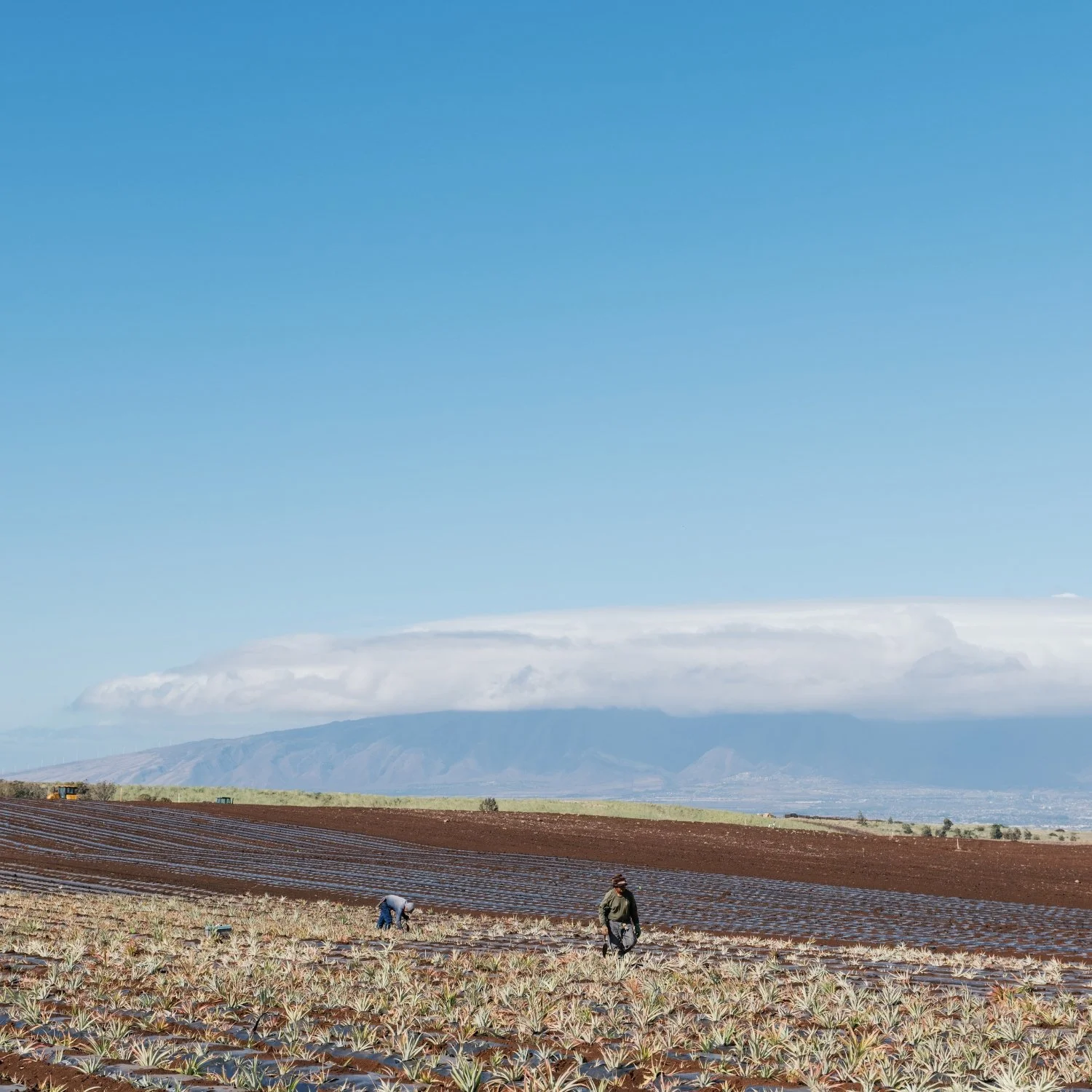 Farmers working in an agricultural field under a partly cloudy sky with mountains in the background.