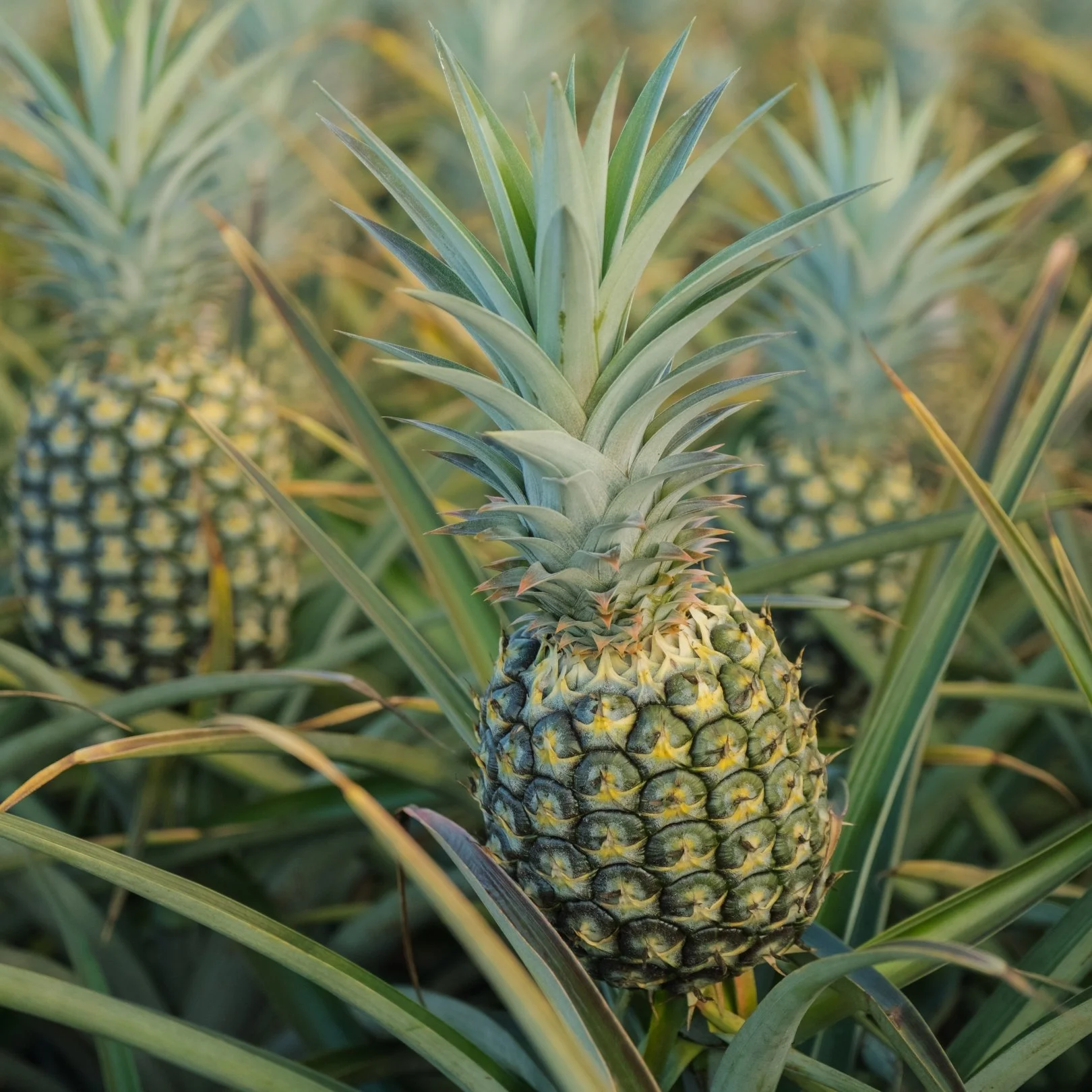 Close-up of a pineapple growing in a field with green leaves surrounding it.