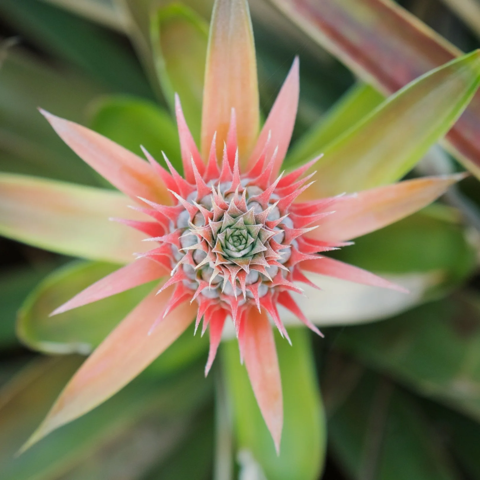 Close-up of a pineapple growing on a plant, showing the young pineapple fruit surrounded by spiky leaves.