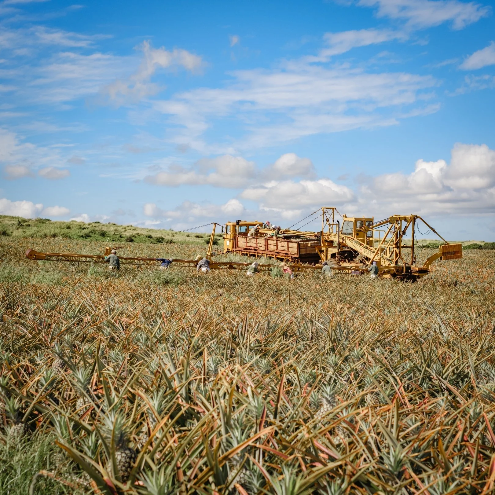 Farm workers harvesting pineapples with a large harvesting machine in a pineapple field under a partly cloudy sky.