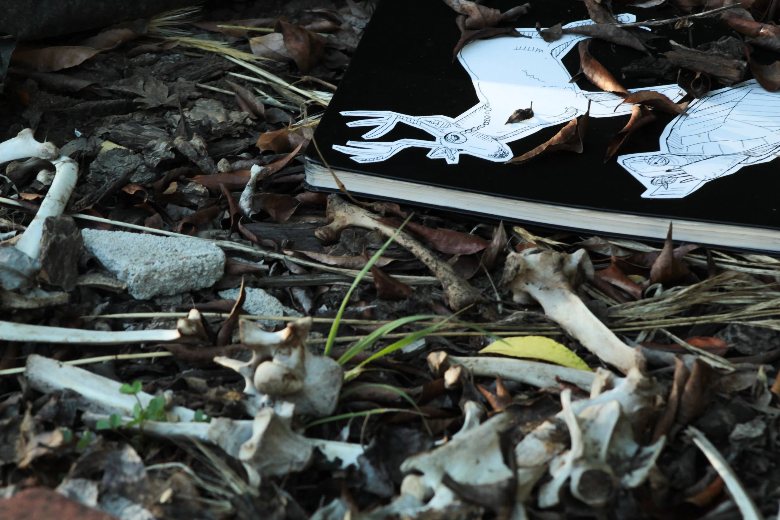 Field Notes: Observations from my Backyard