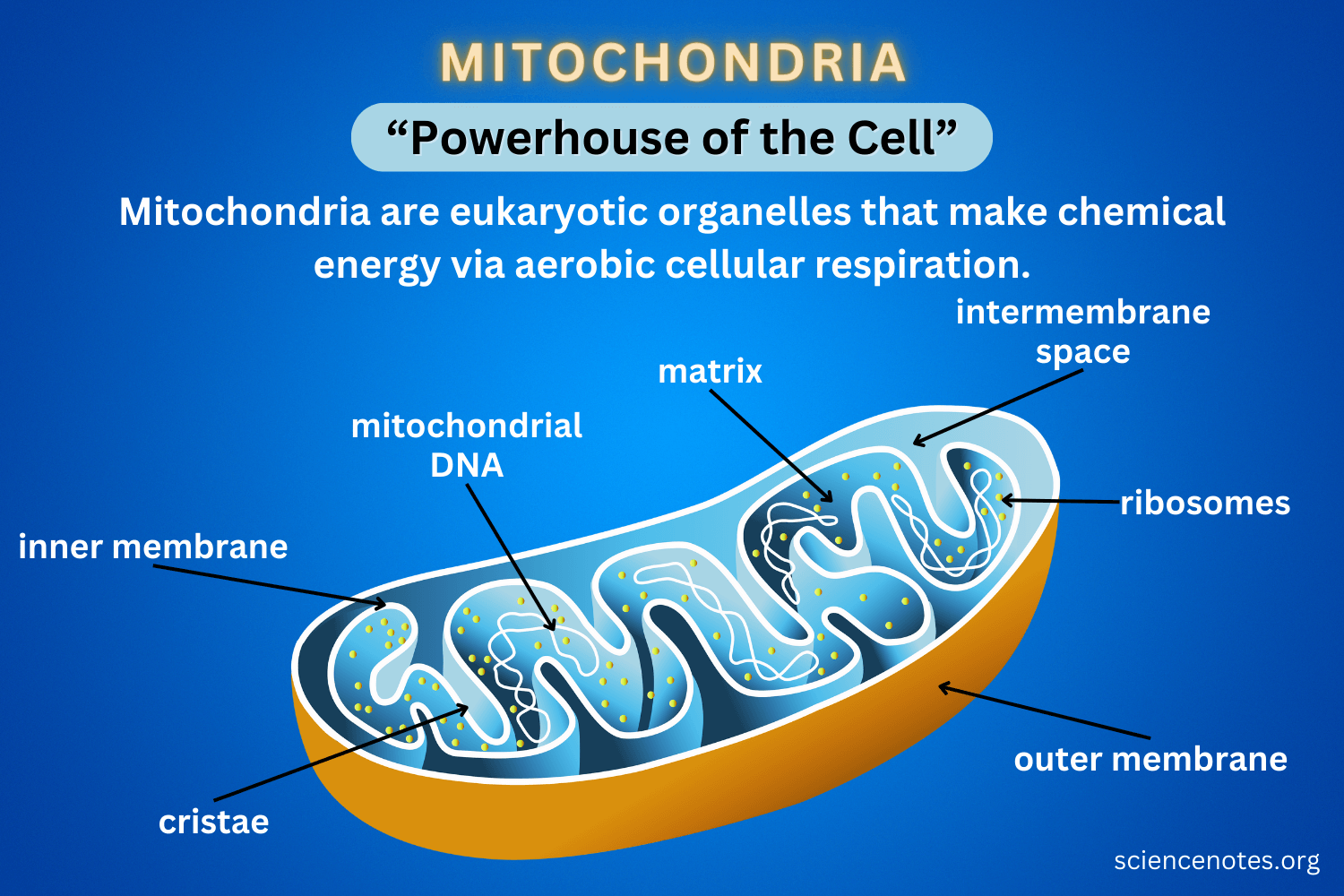 Chapter 8: Mitochondria and Human Energy