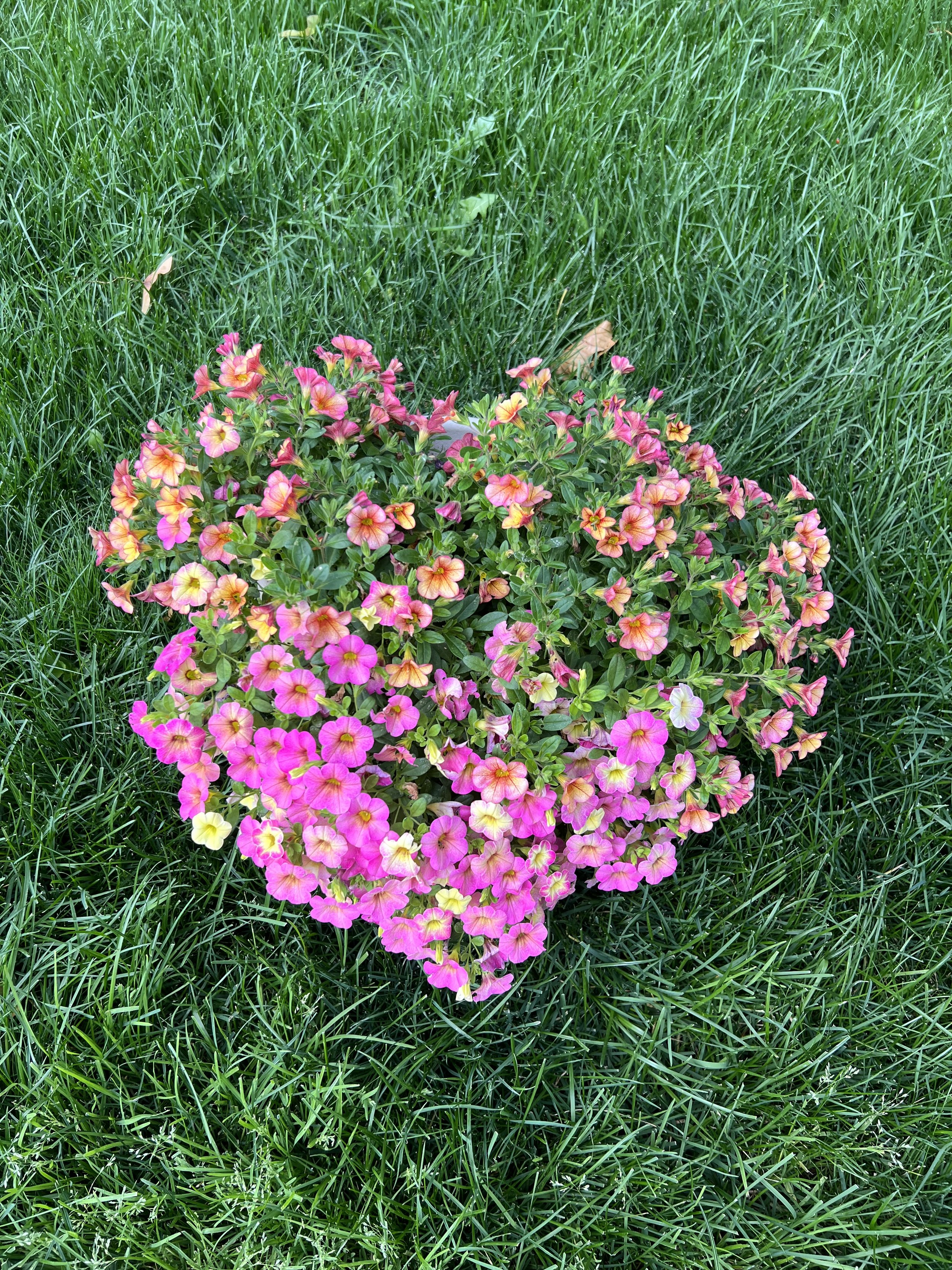 A cluster of pink, yellow, and orange flowers with green leaves, situated among green grass.