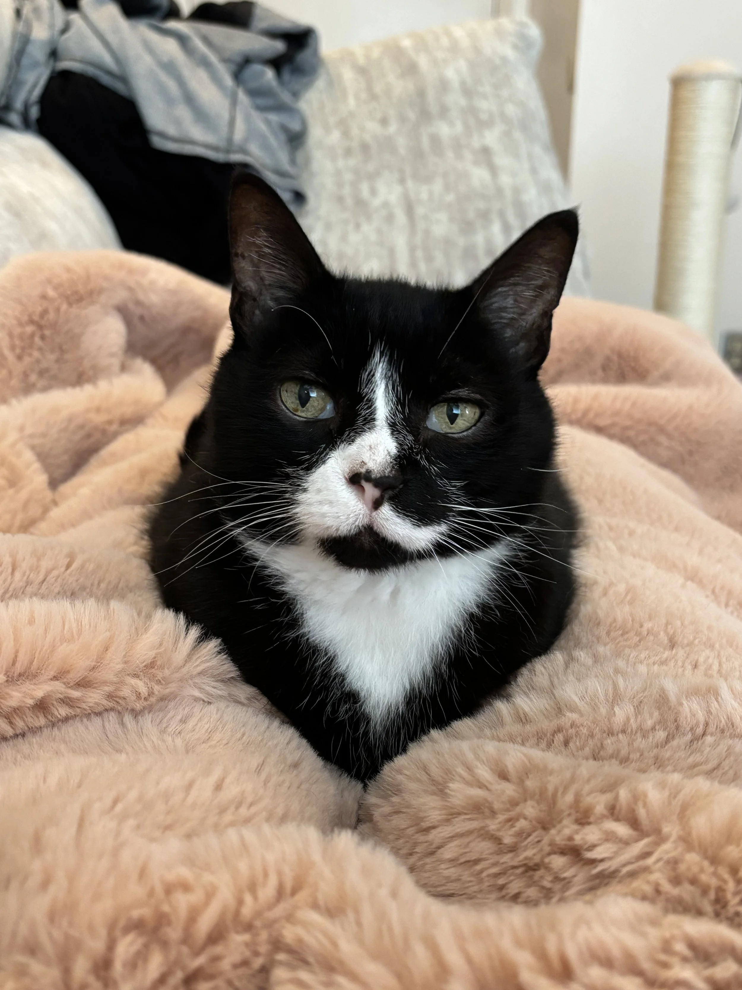 A black and white cat lying on a soft, pink blanket, with a beige upholstered headboard and some clothing in the background.