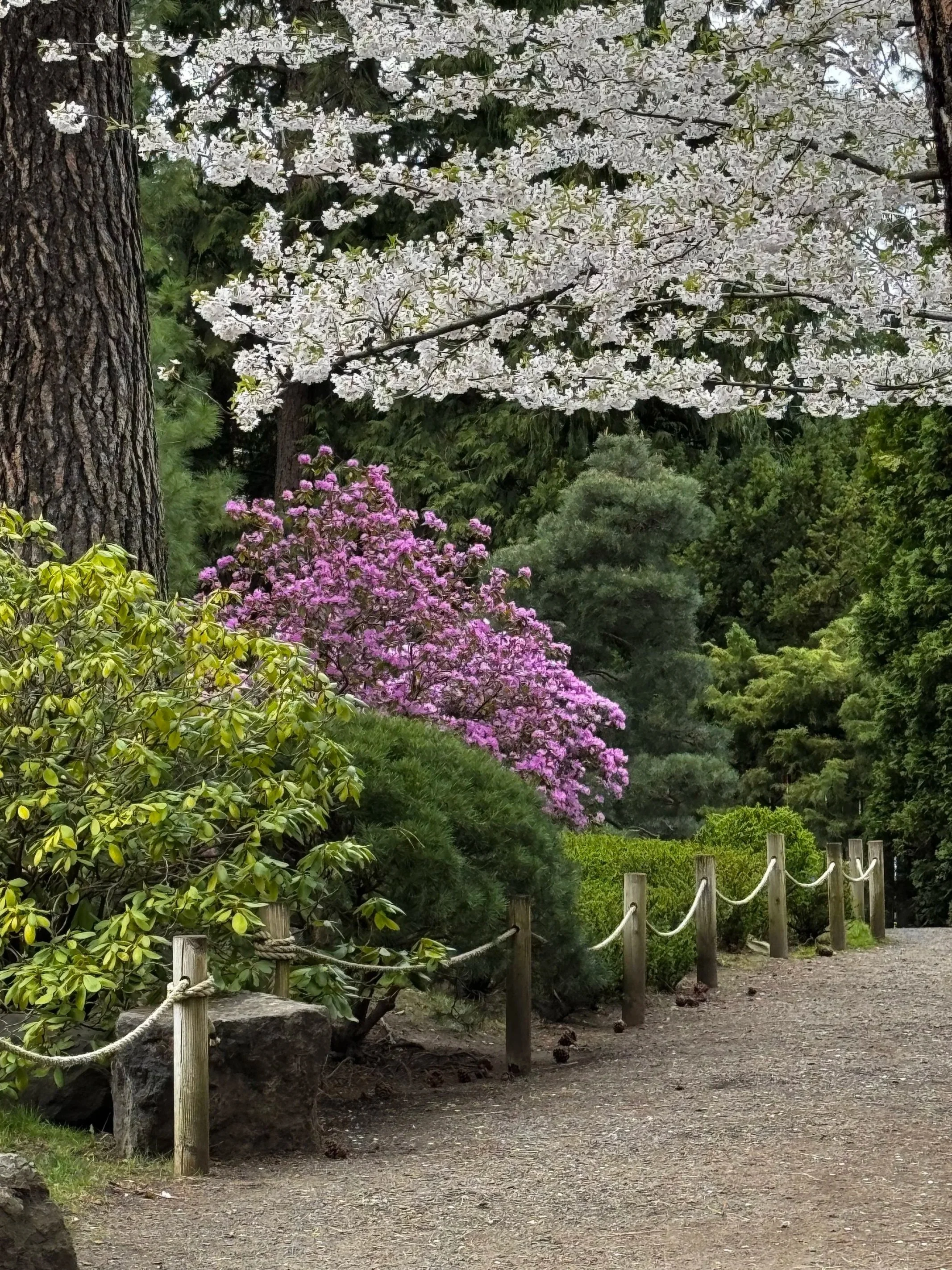 A dirt pathway lined with a wooden fence and rope barrier, surrounded by green foliage and flowering trees with white and pink blossoms.