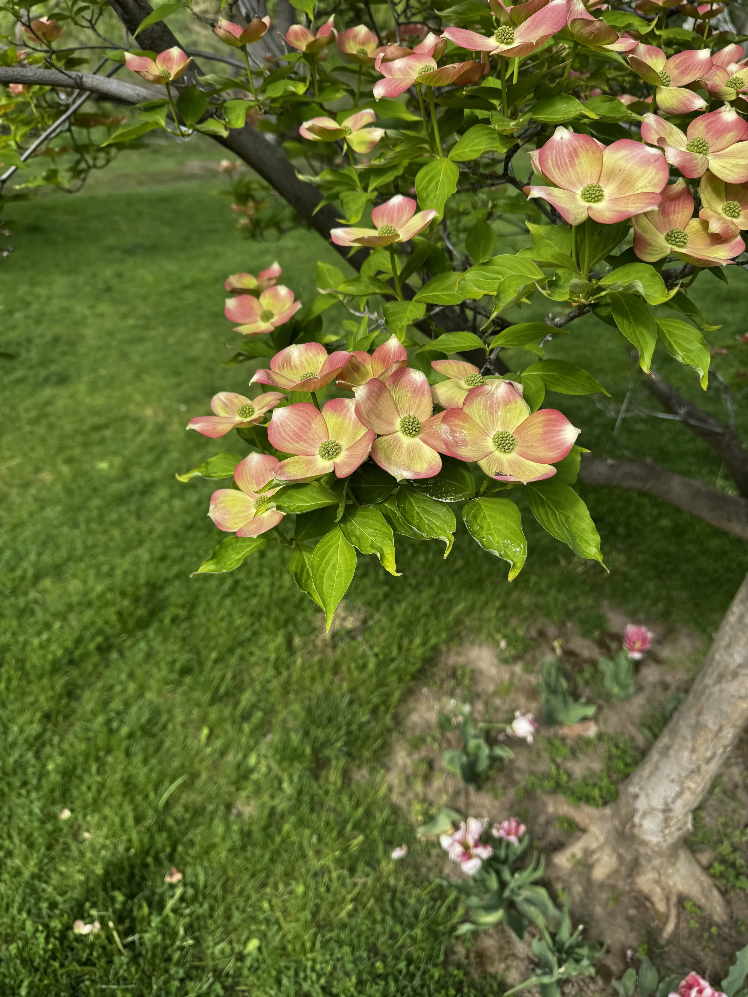 Pink and cream-colored dogwood flowers blooming on a tree with green leaves, set against a background of grass and dirt.