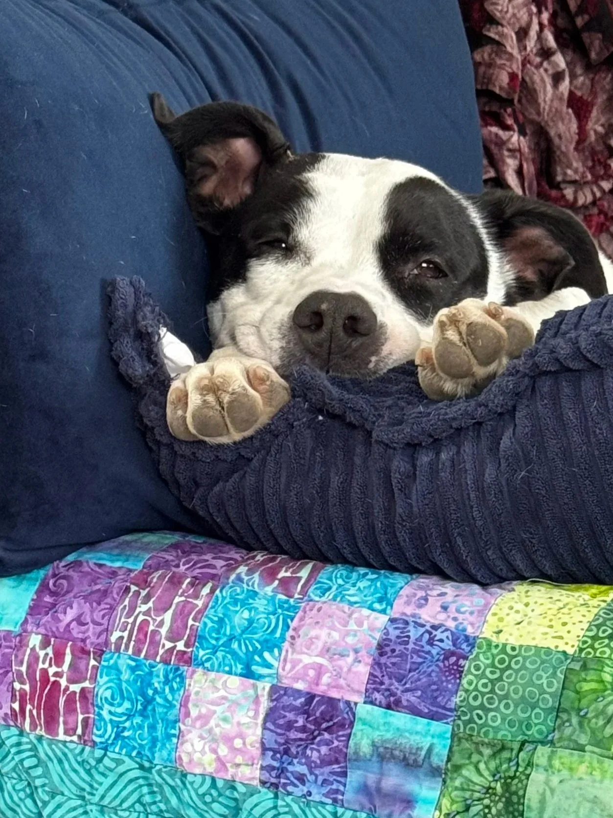 A black and white dog with closed eyes lying on a colorful quilt and resting its head on a dark blue pillow.