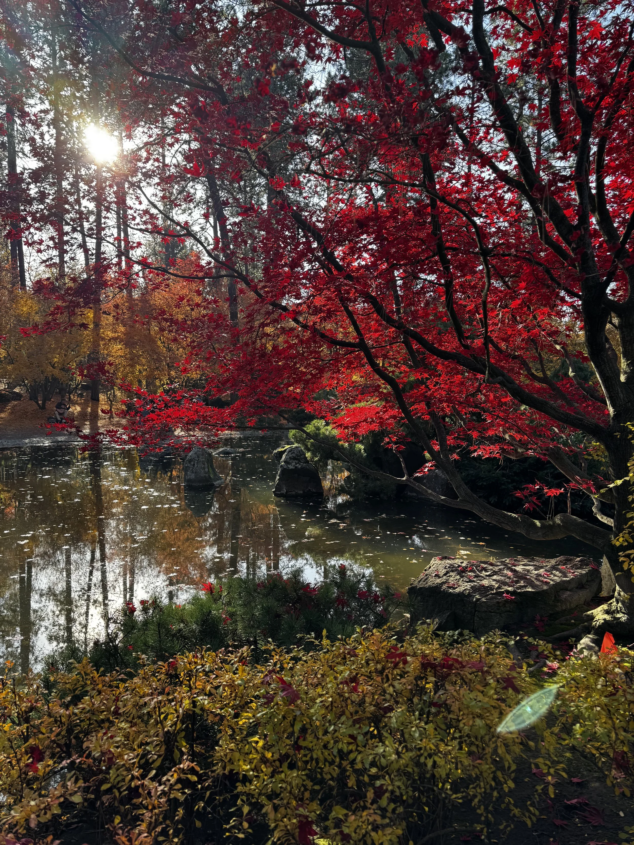 A serene autumn scene in a park with a pond, surrounded by trees with red and yellow leaves. The sun is shining through the branches, creating a bright and peaceful atmosphere. There are rocks in the water and foliage along the edge of the pond.