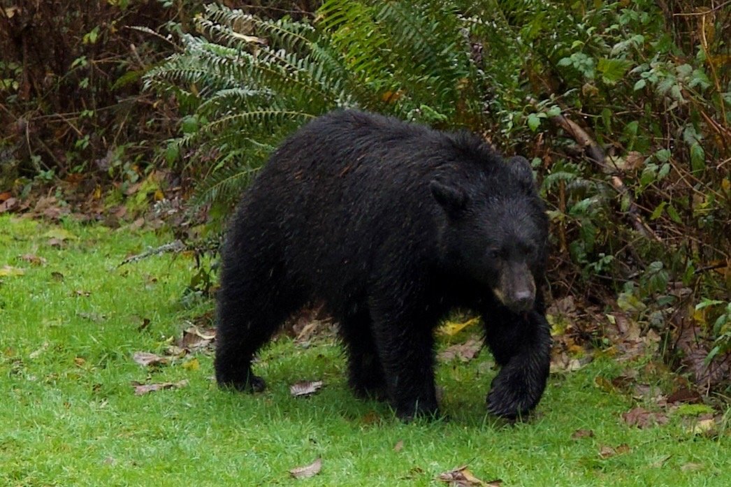 A black bear walking in a green, leaf-dense forest.