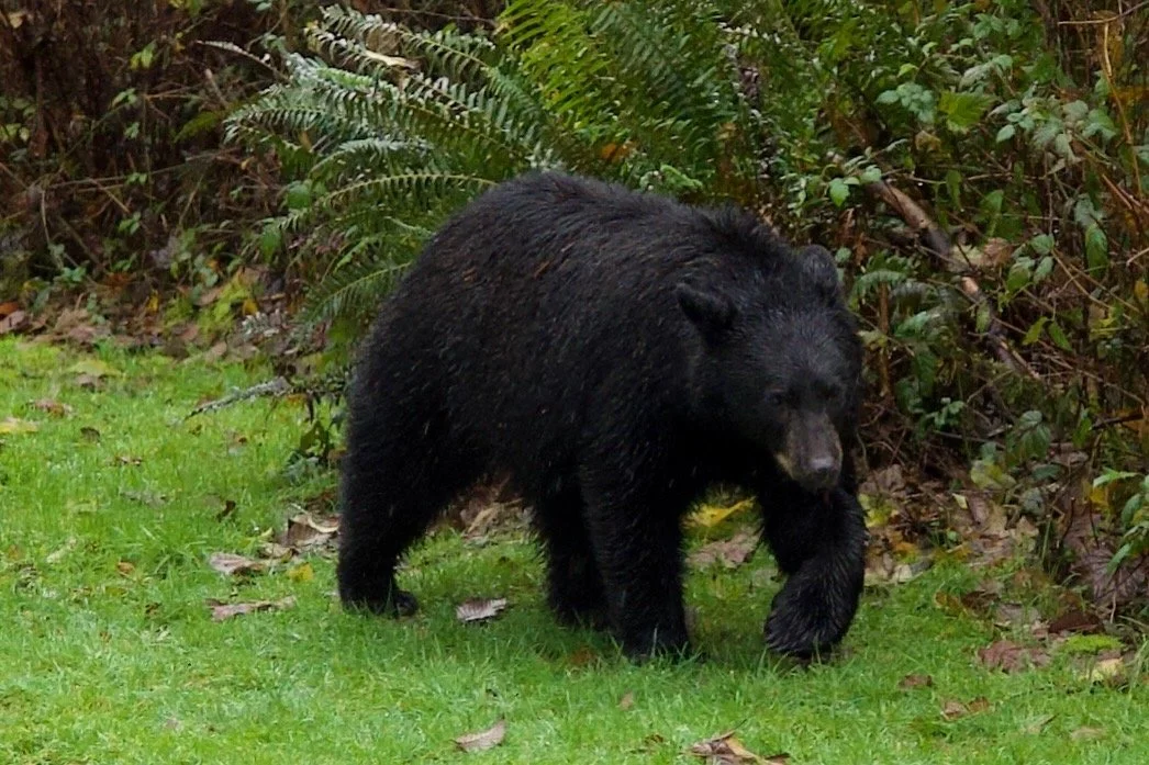 Bear Retreat