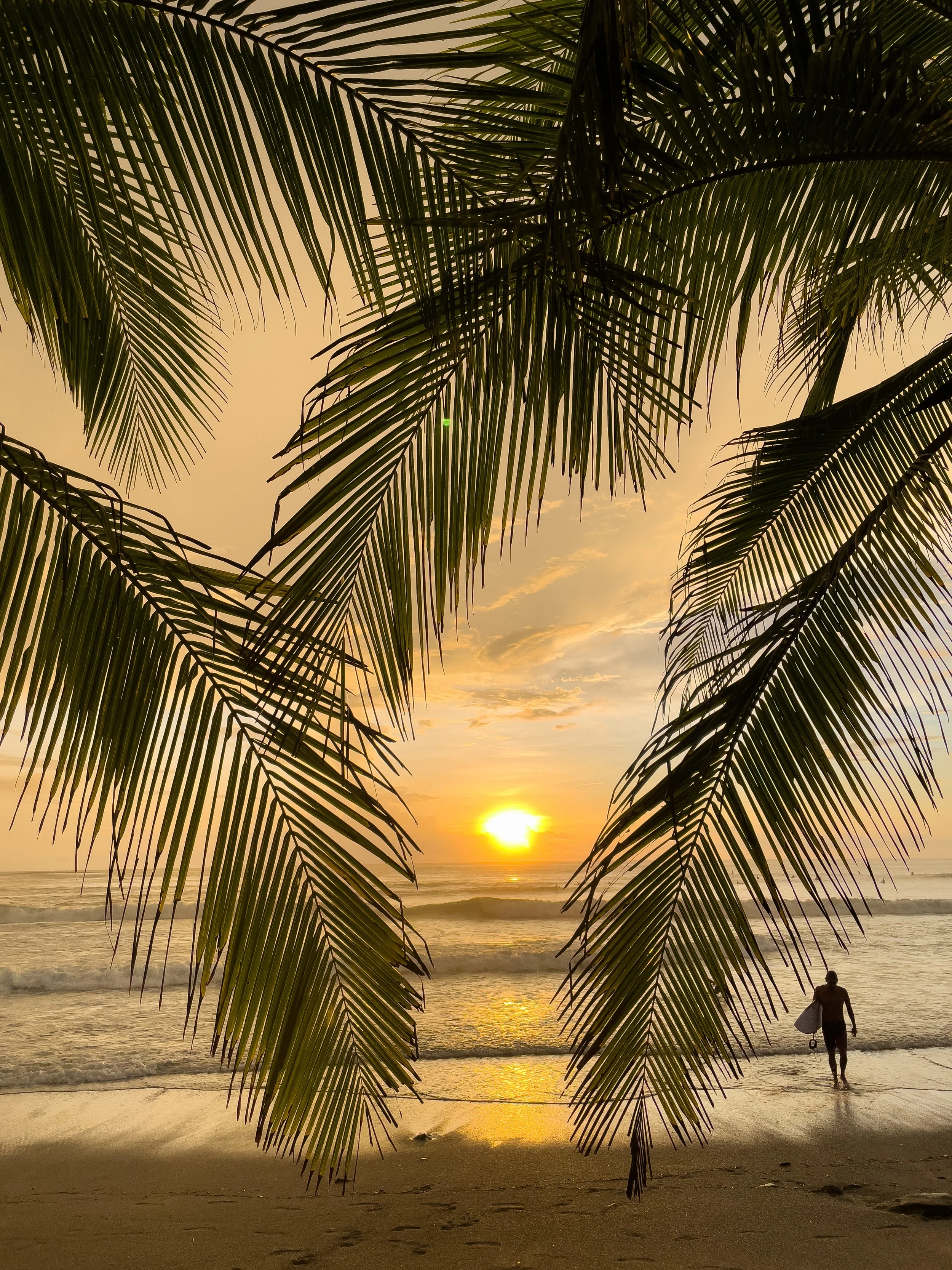 Sunset at the beach viewed through palm tree fronds with a person walking along the shoreline.