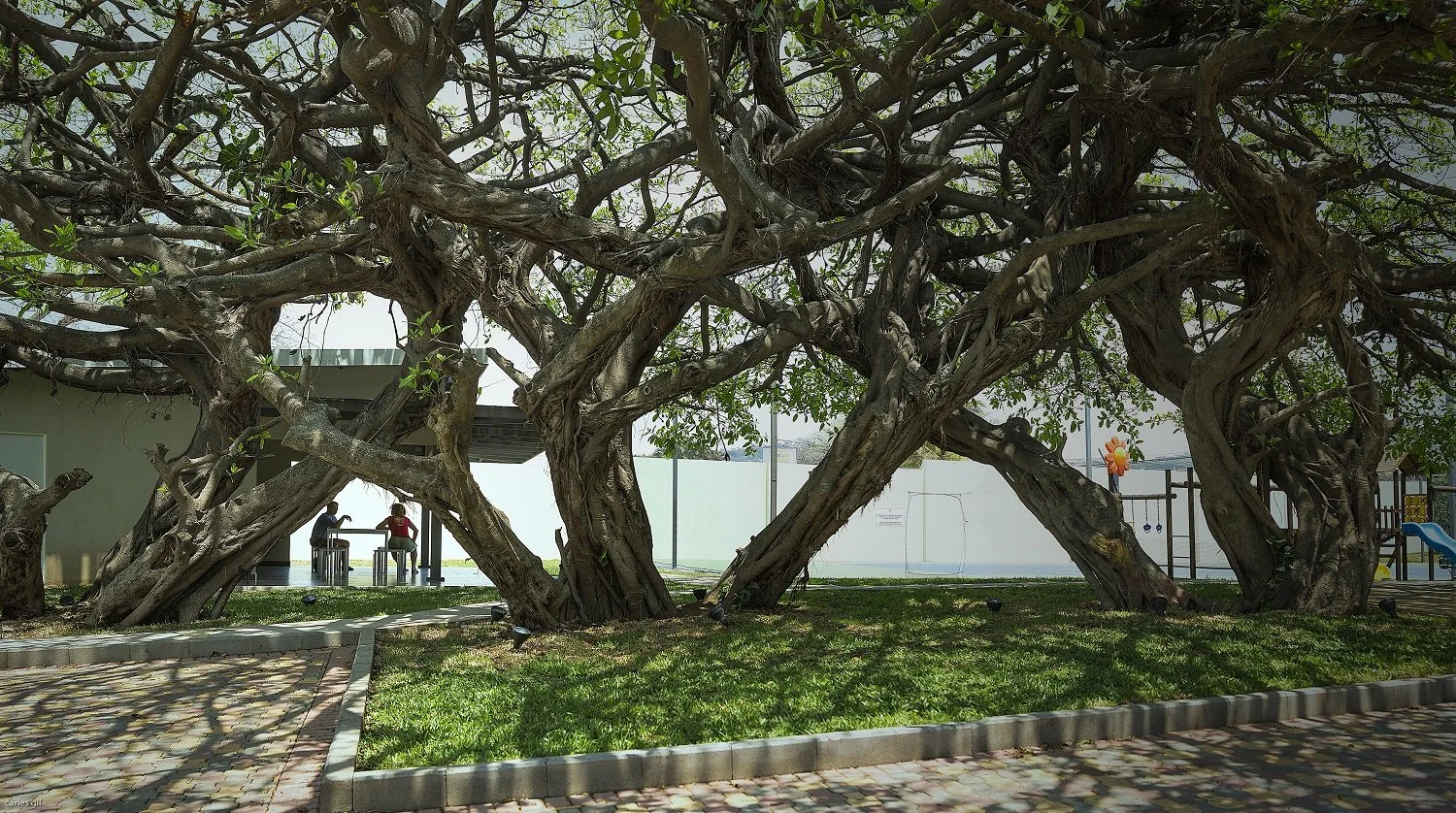 A lush, large tree with twisting branches and green leaves in a park, with a playground and a fence in the background, sunlight casting shadows on the ground.