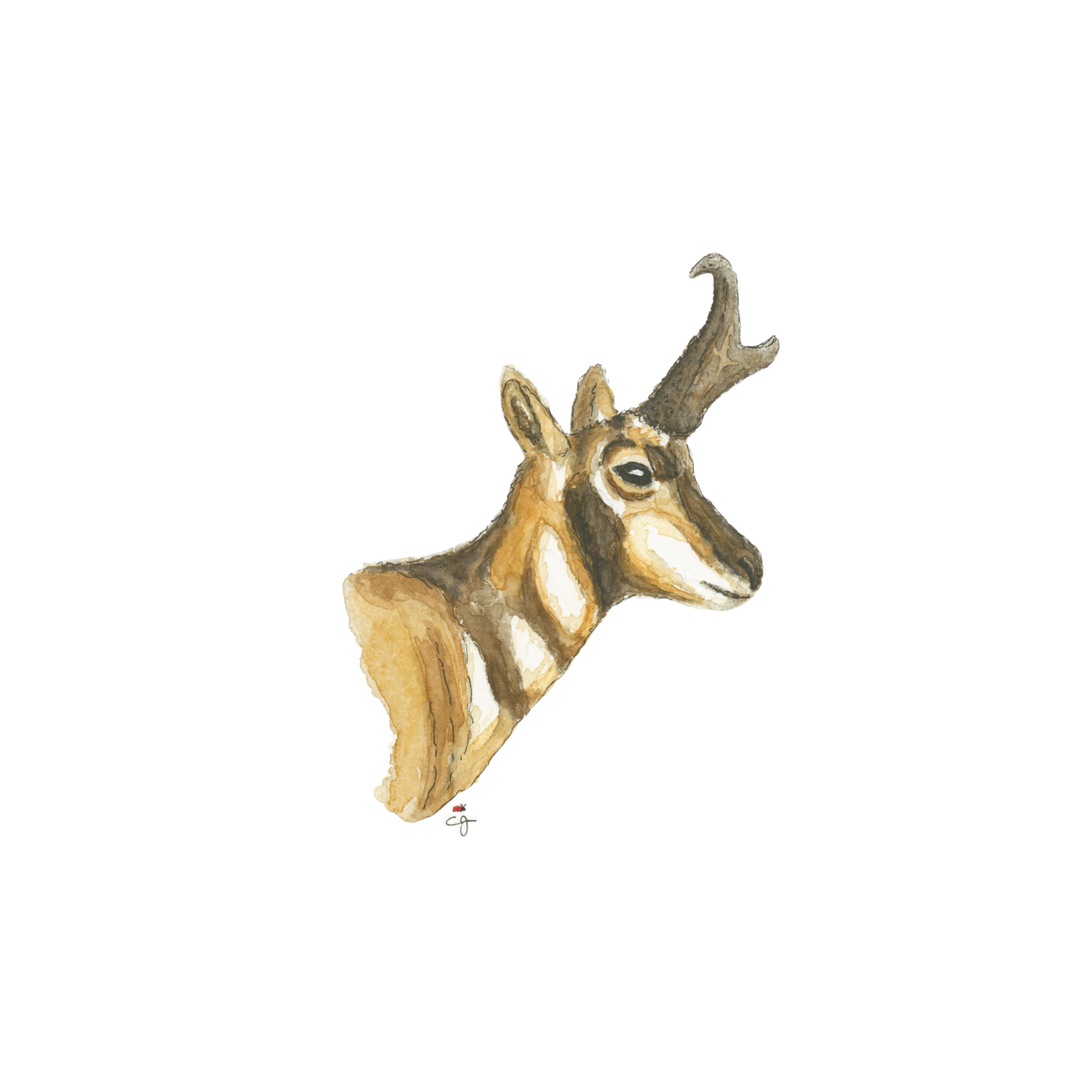 Antelope background removed.png