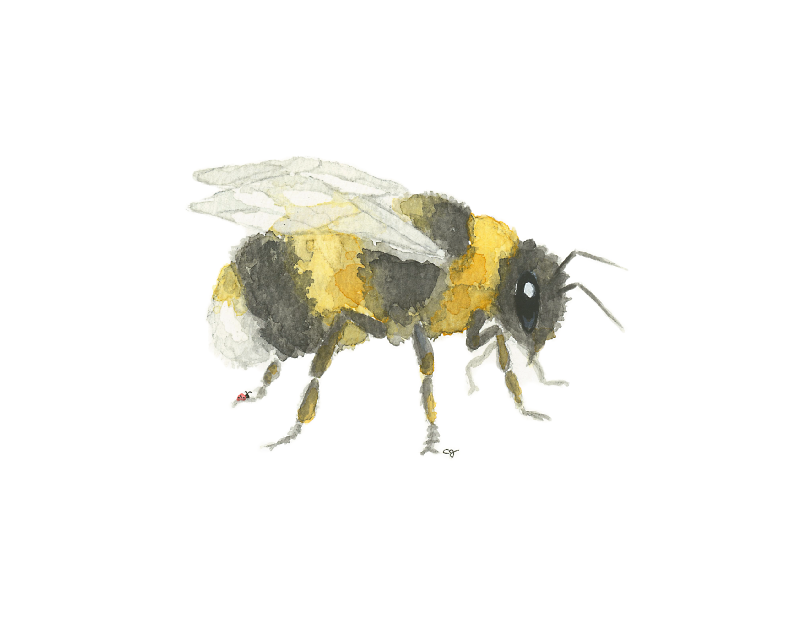 Bumble Bee Close Up