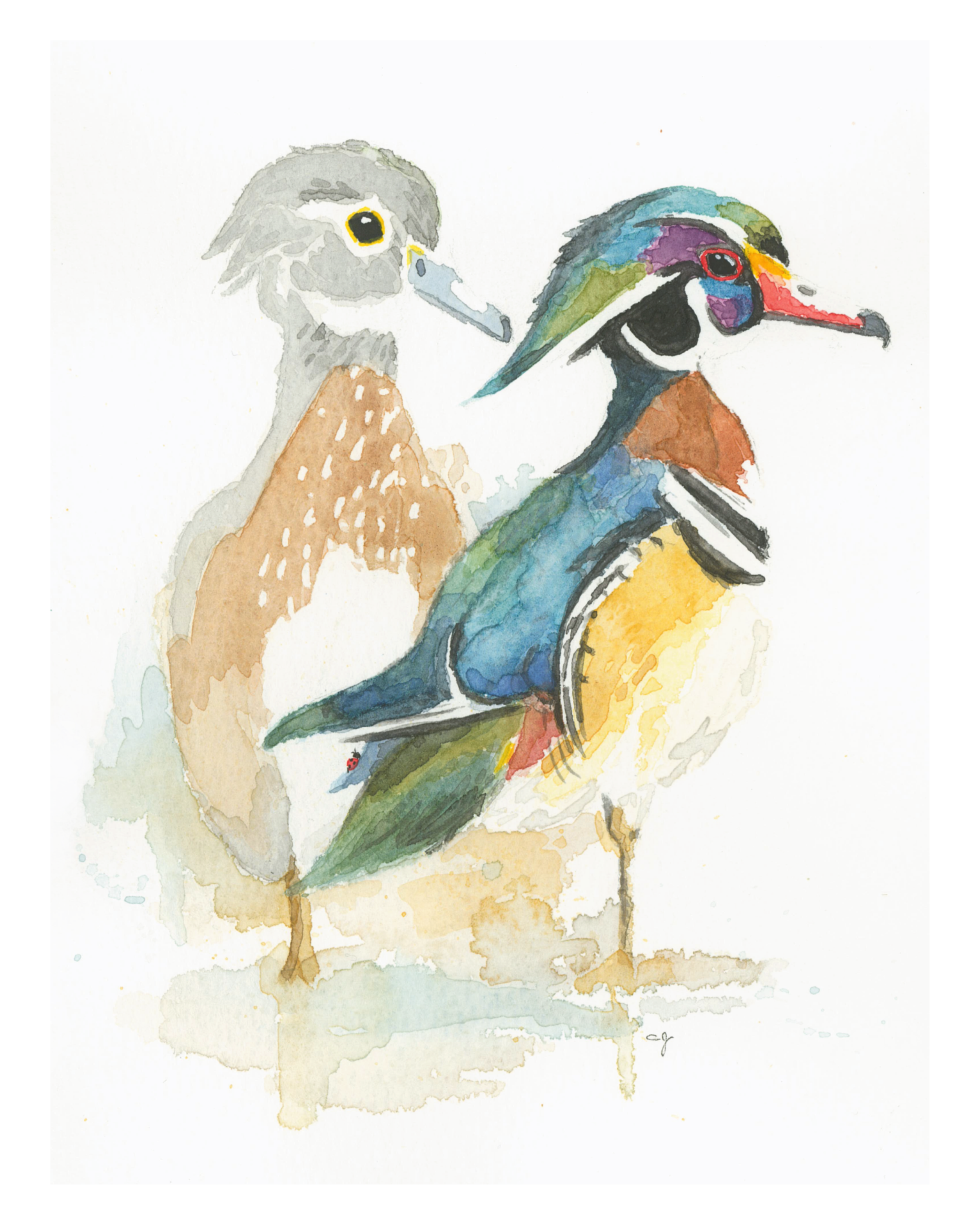 Wood Ducks