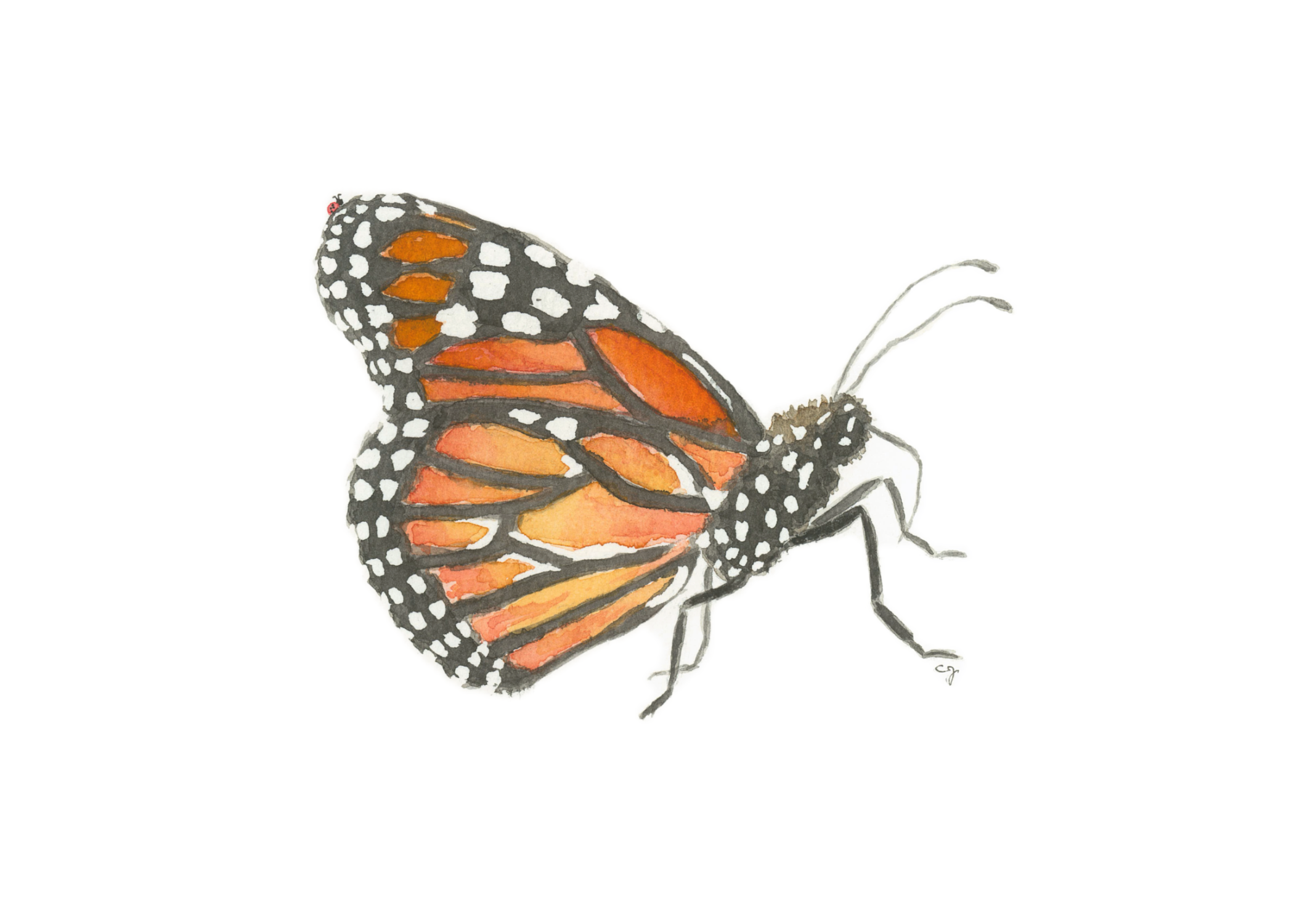 0027-Monarch Close Up (5x7)-FINAL-Affinity.png