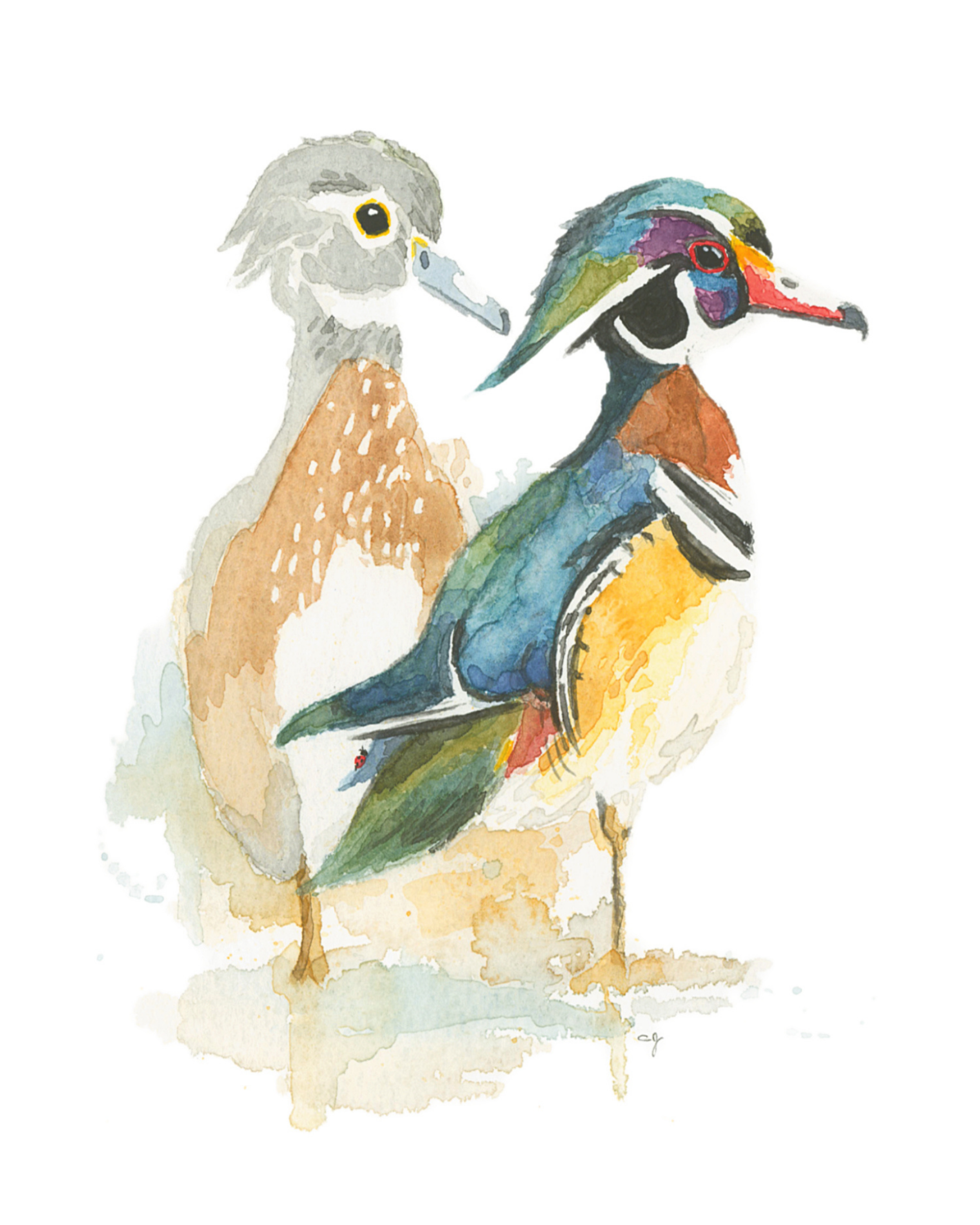 Wood Ducks