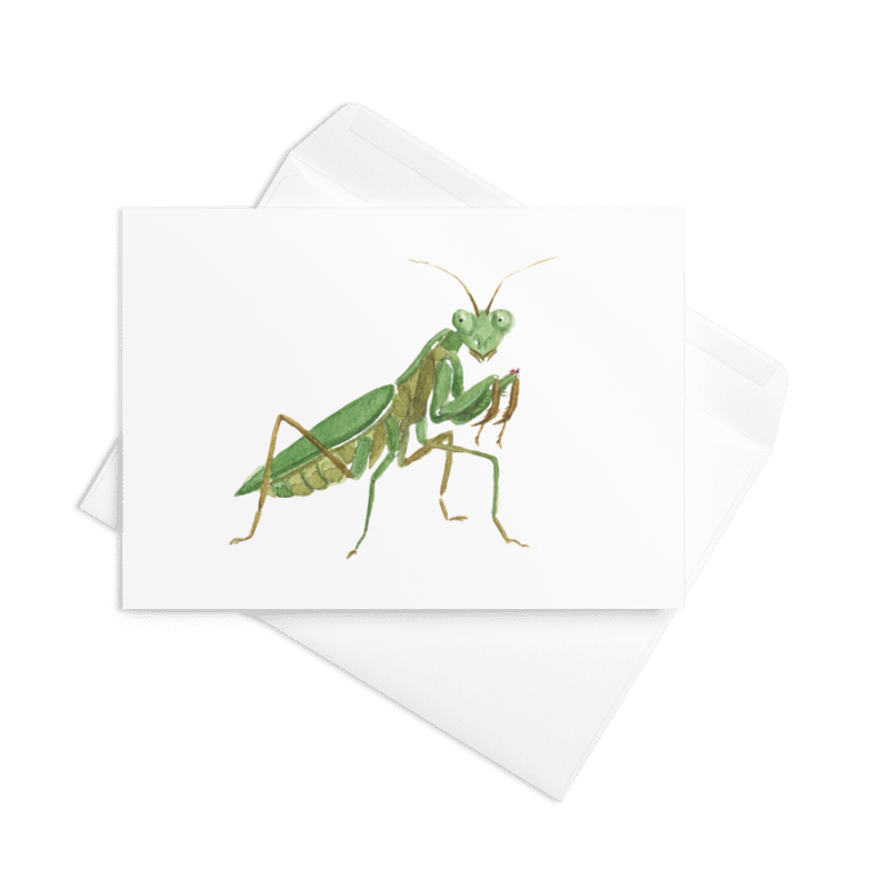 Mantis Close Up - Greeting Card