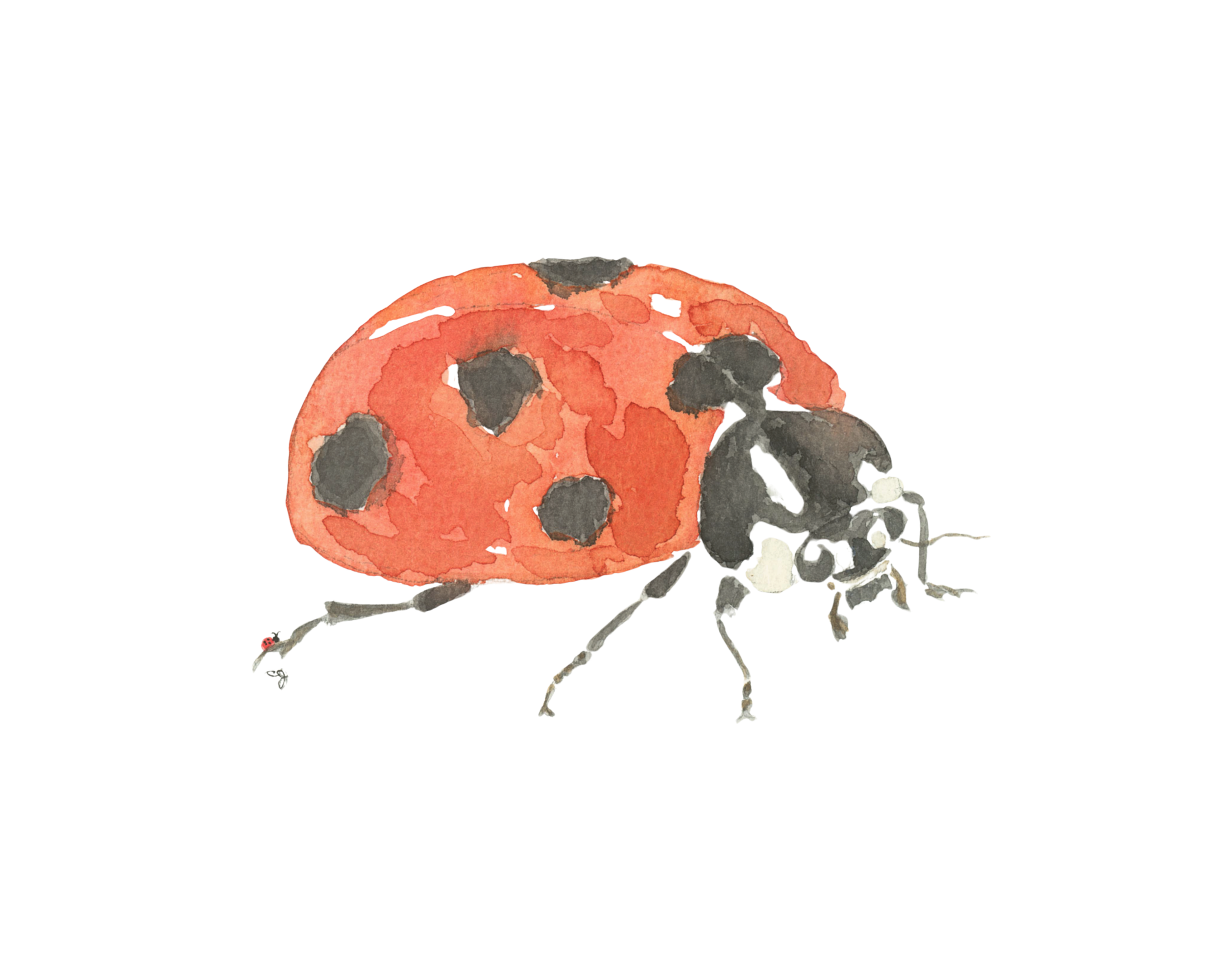 0022-Ladybug Close Up (5x7)-FINAL-affinity.png
