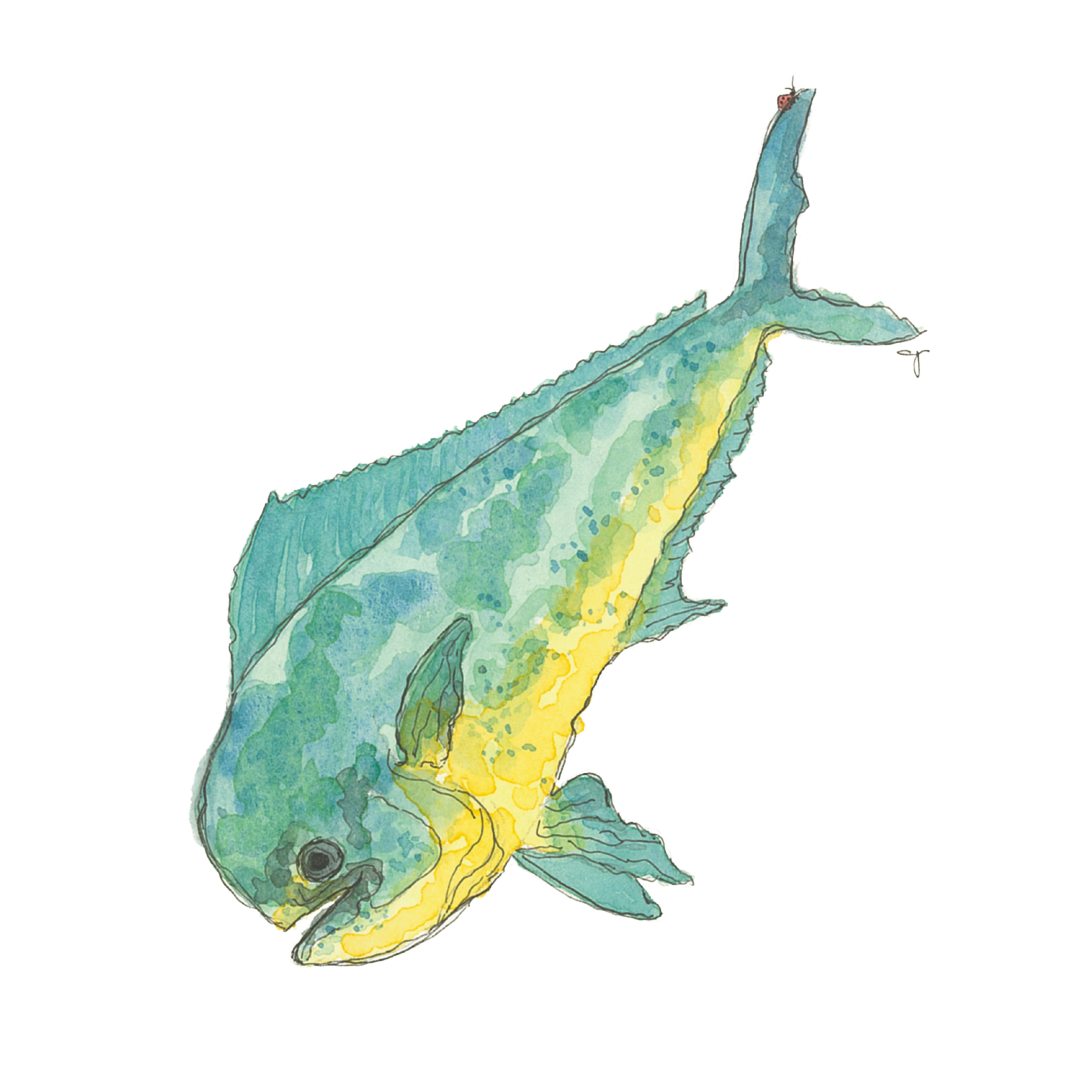 Mahi Mahi
