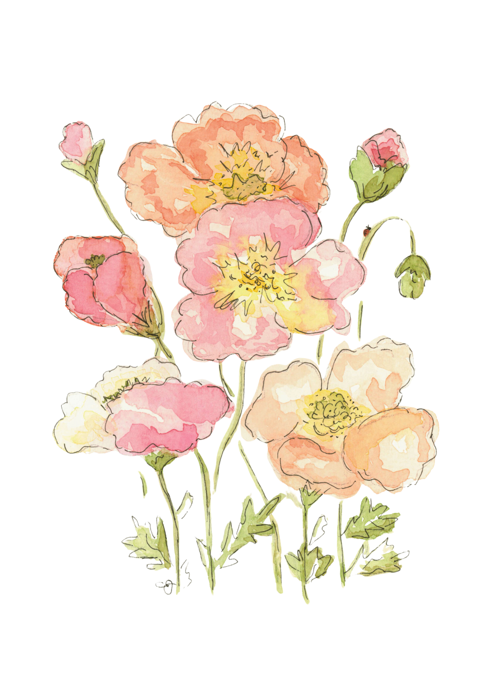 poppies background removed.png