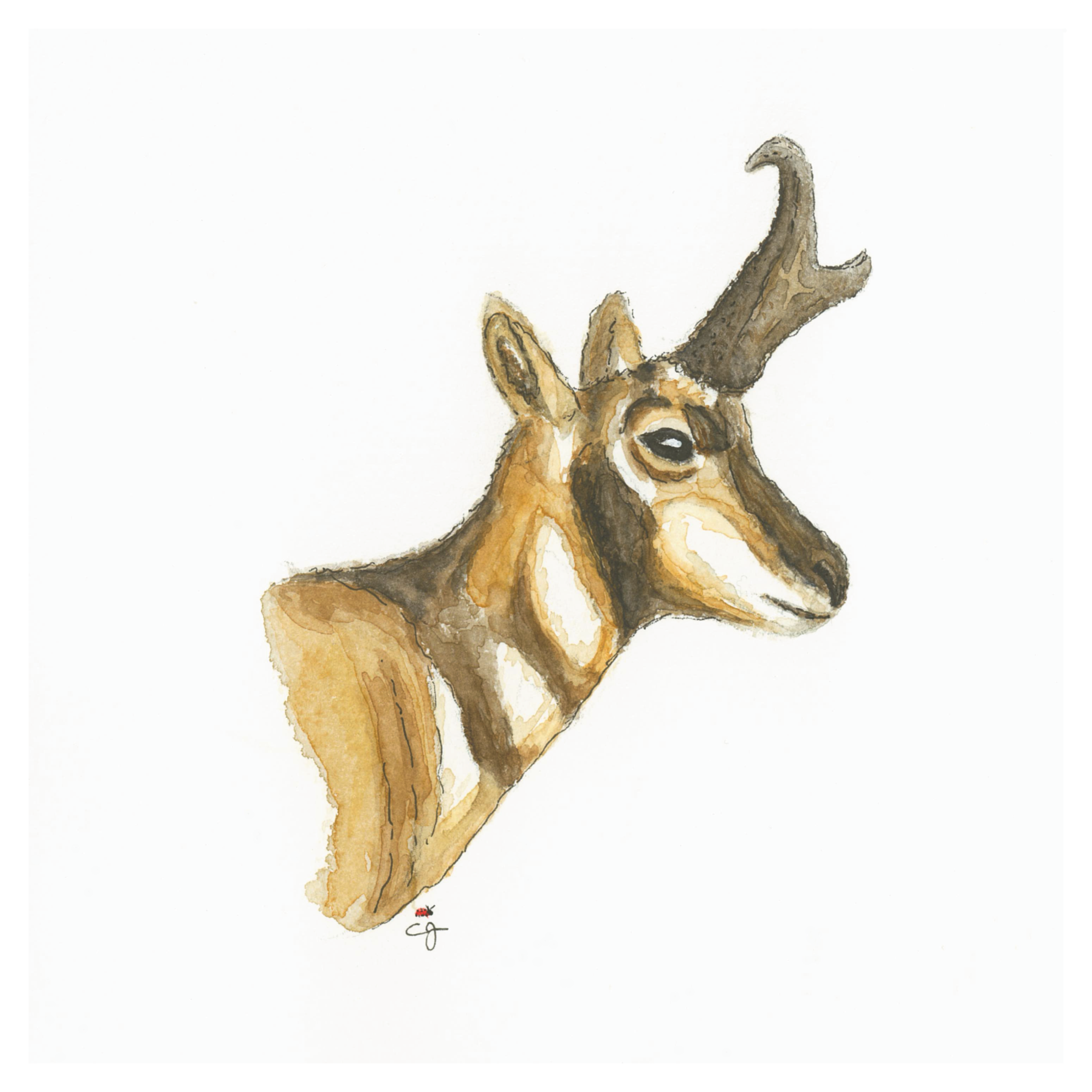 Antelope