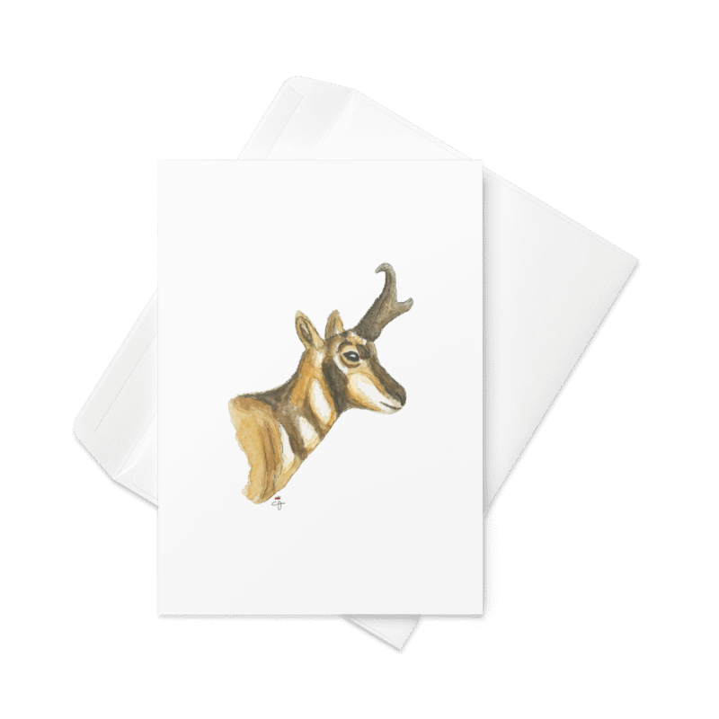 Antelope - Greeting Card