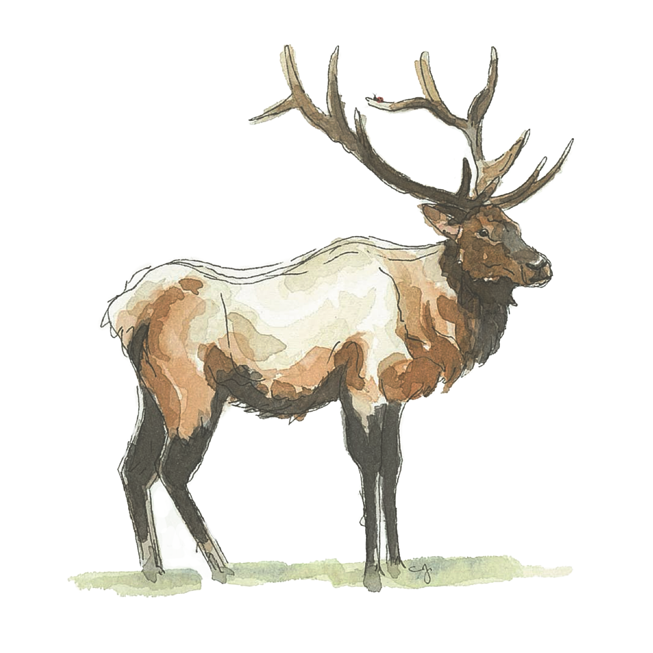 Elk