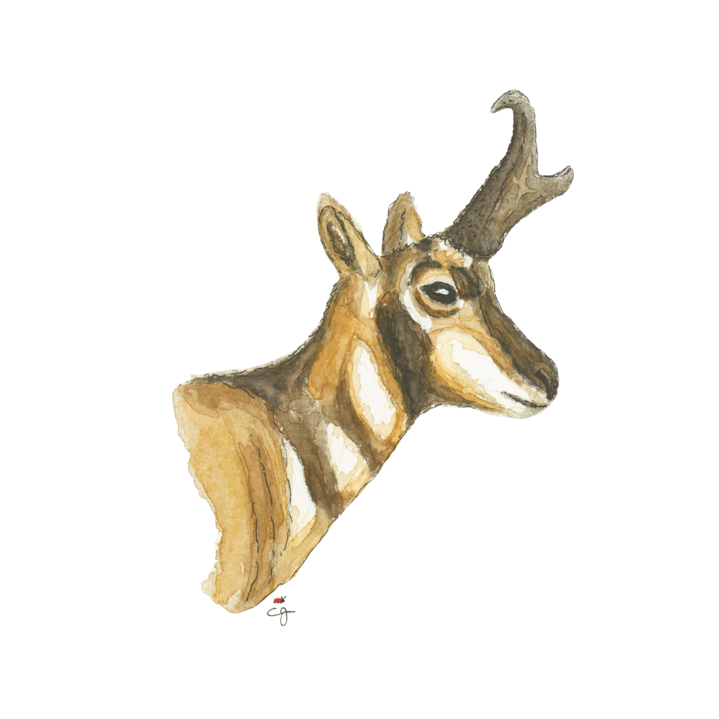 Antelope