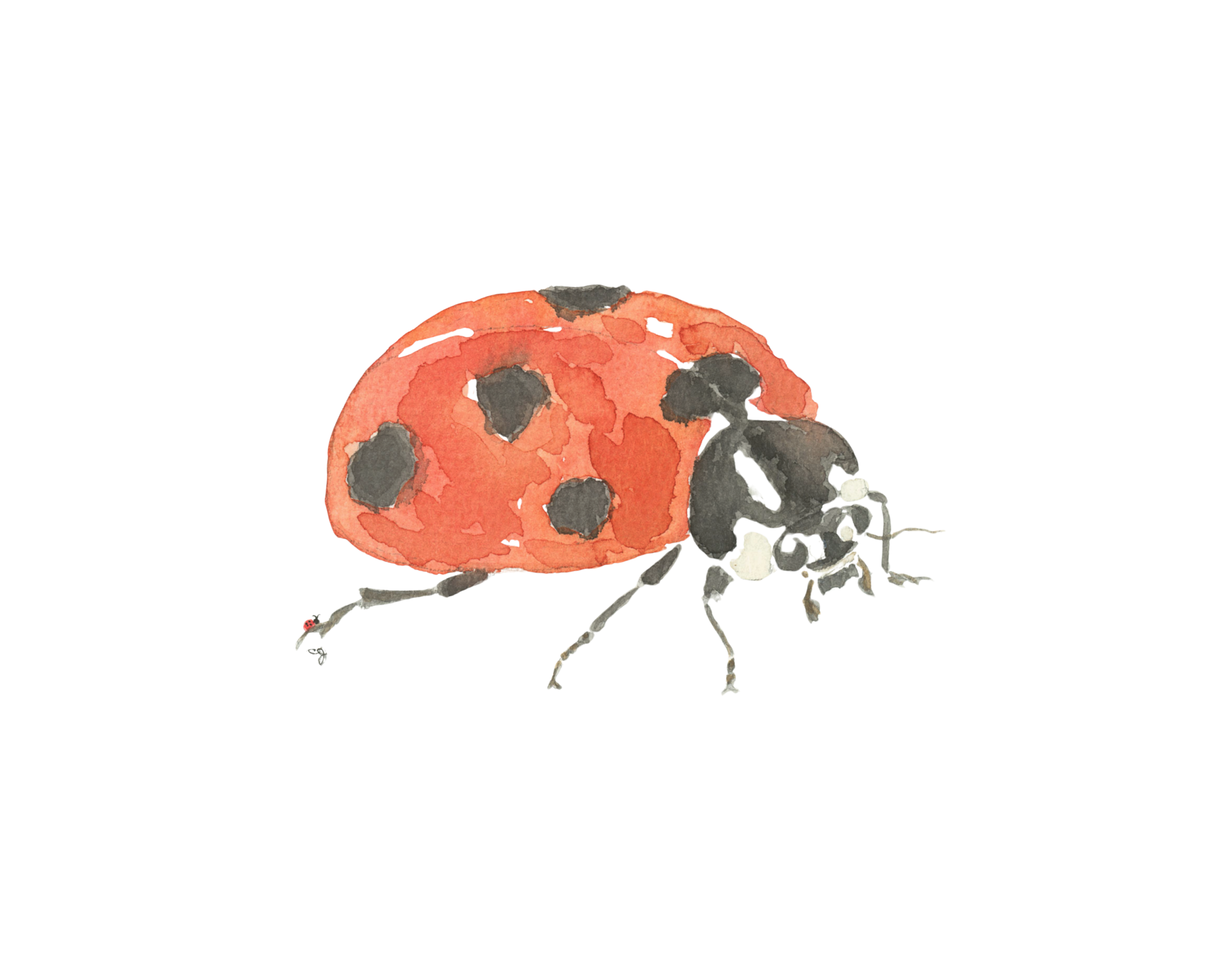 Lady Bug Close Up