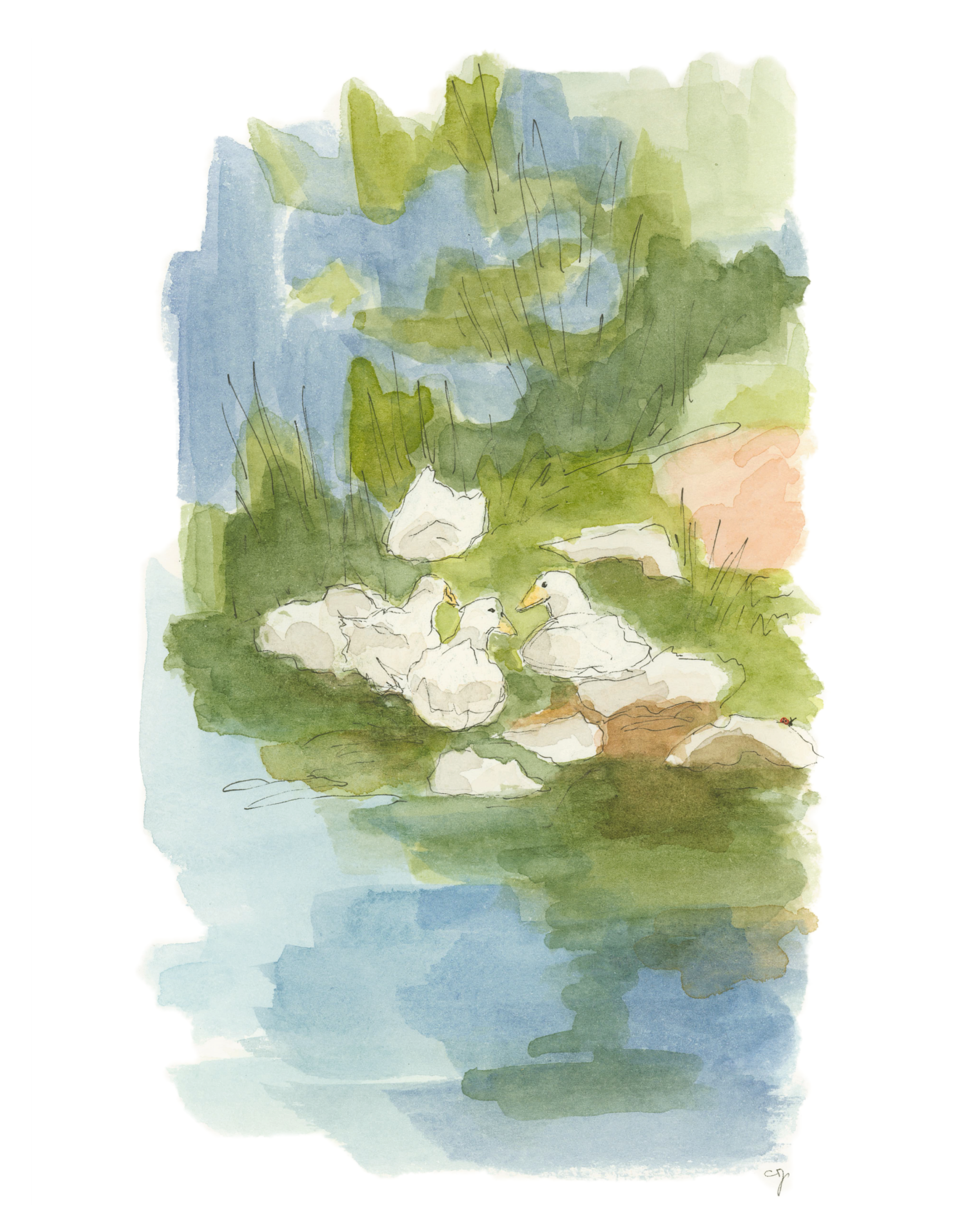 Duck, Duck, Rock
