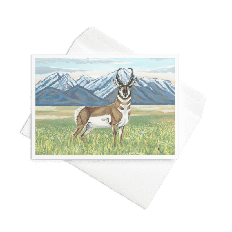 Pronghorn - Greeting Card