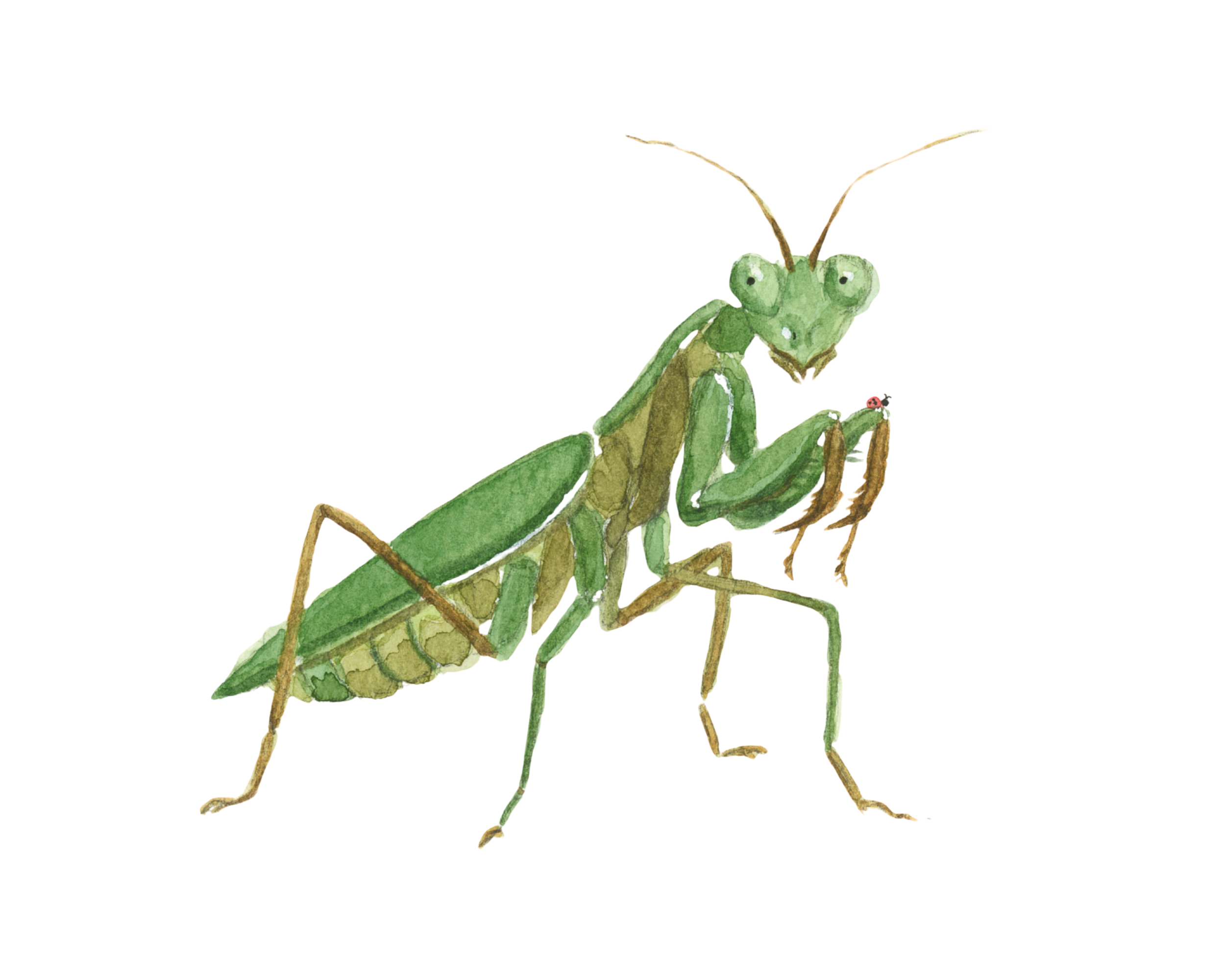 Mantis Close Up