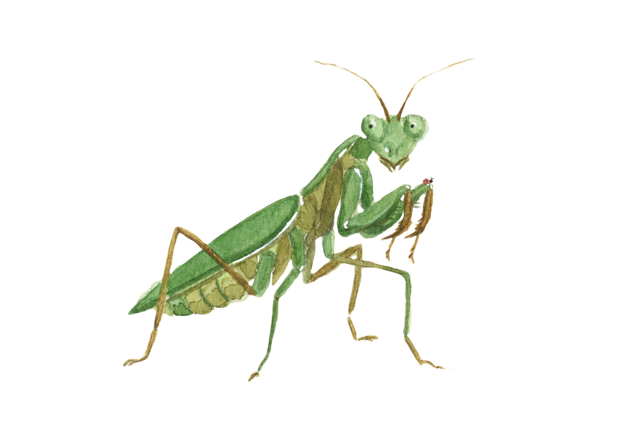 0026-Mantis Close Up (5x7)-FINAL-Affinity.png
