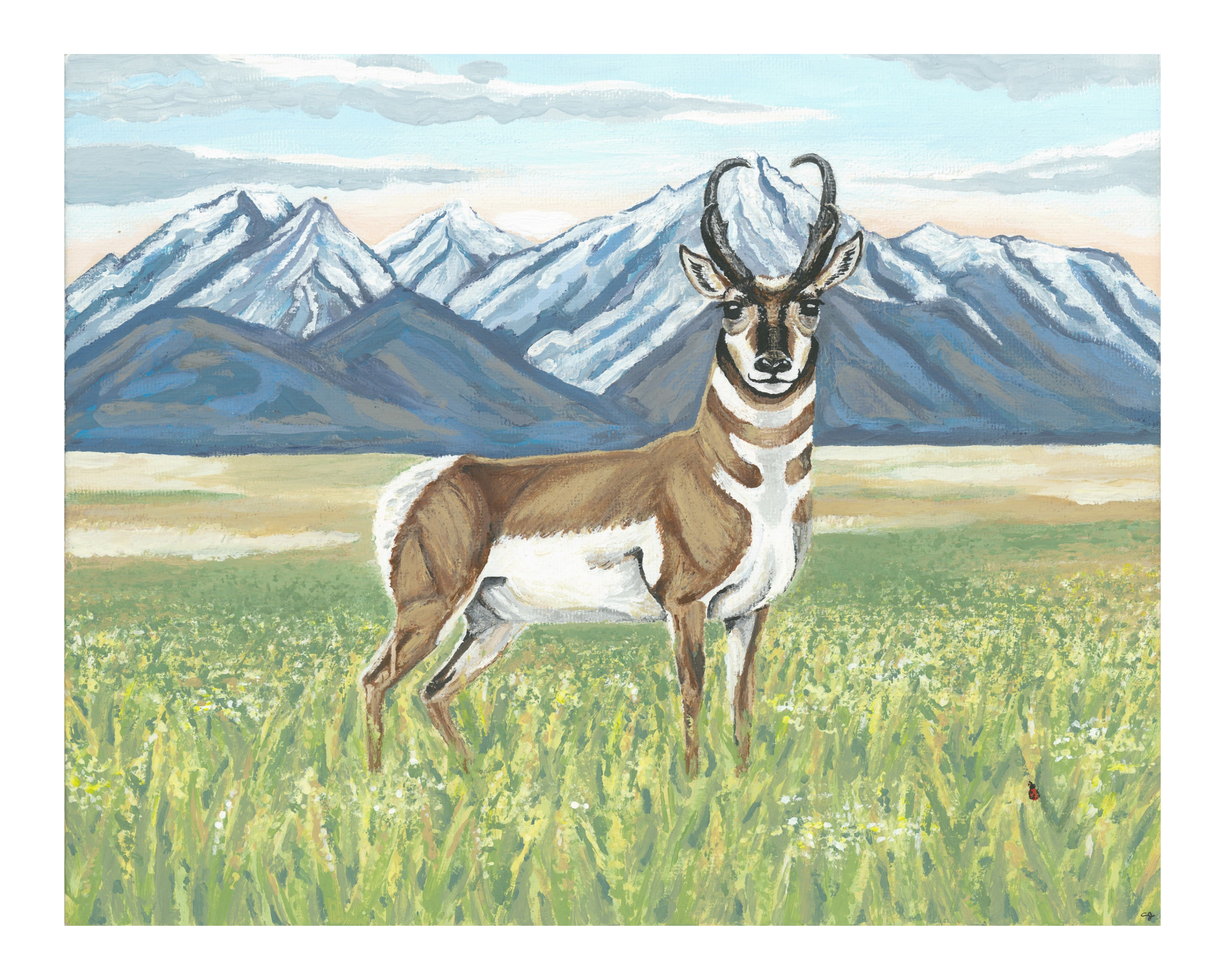 Pronghorn