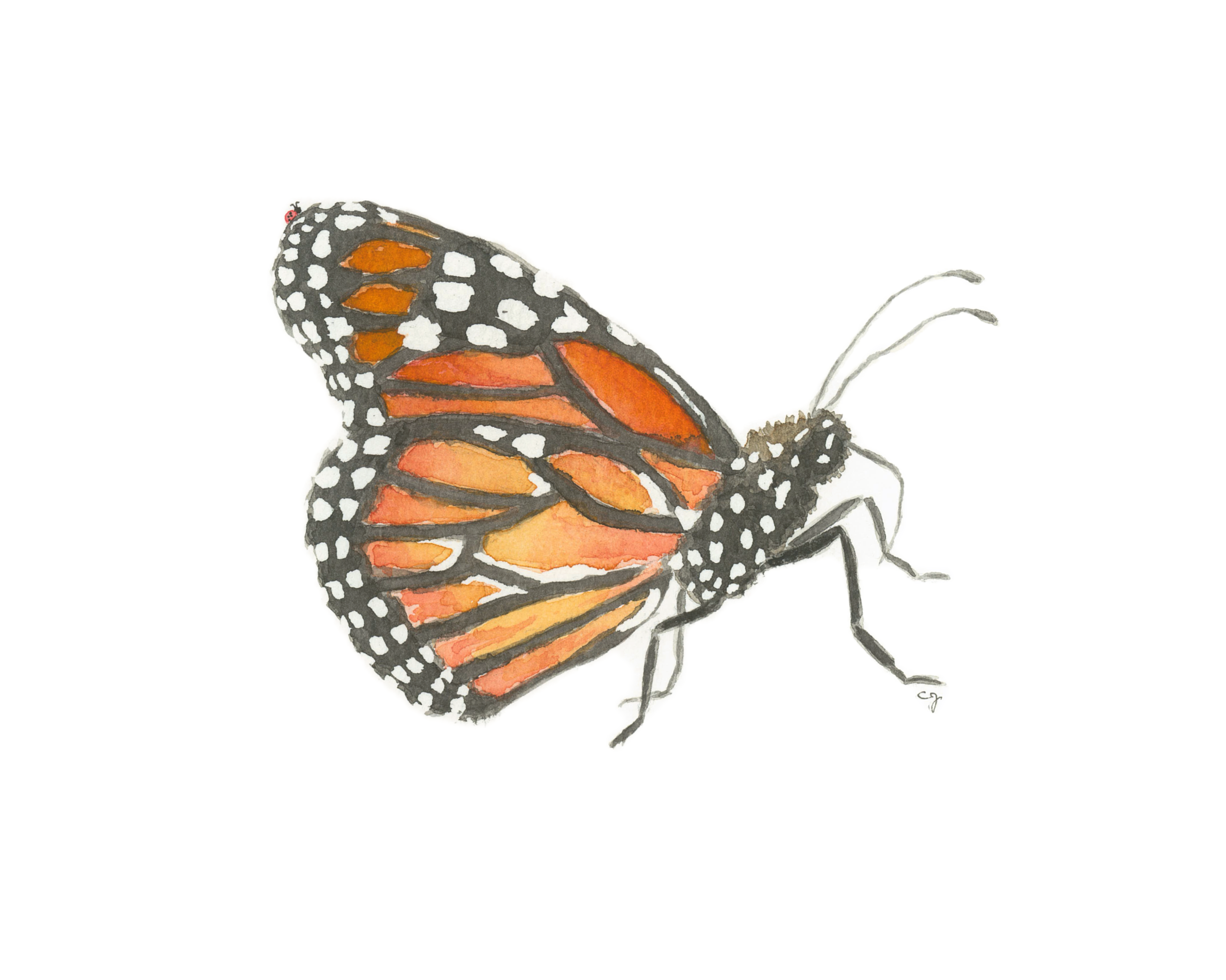 Monarch Close Up