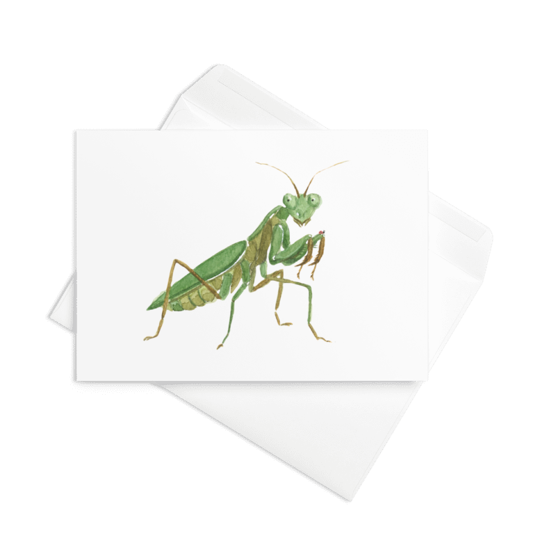 0026-Mantis Close Up.png