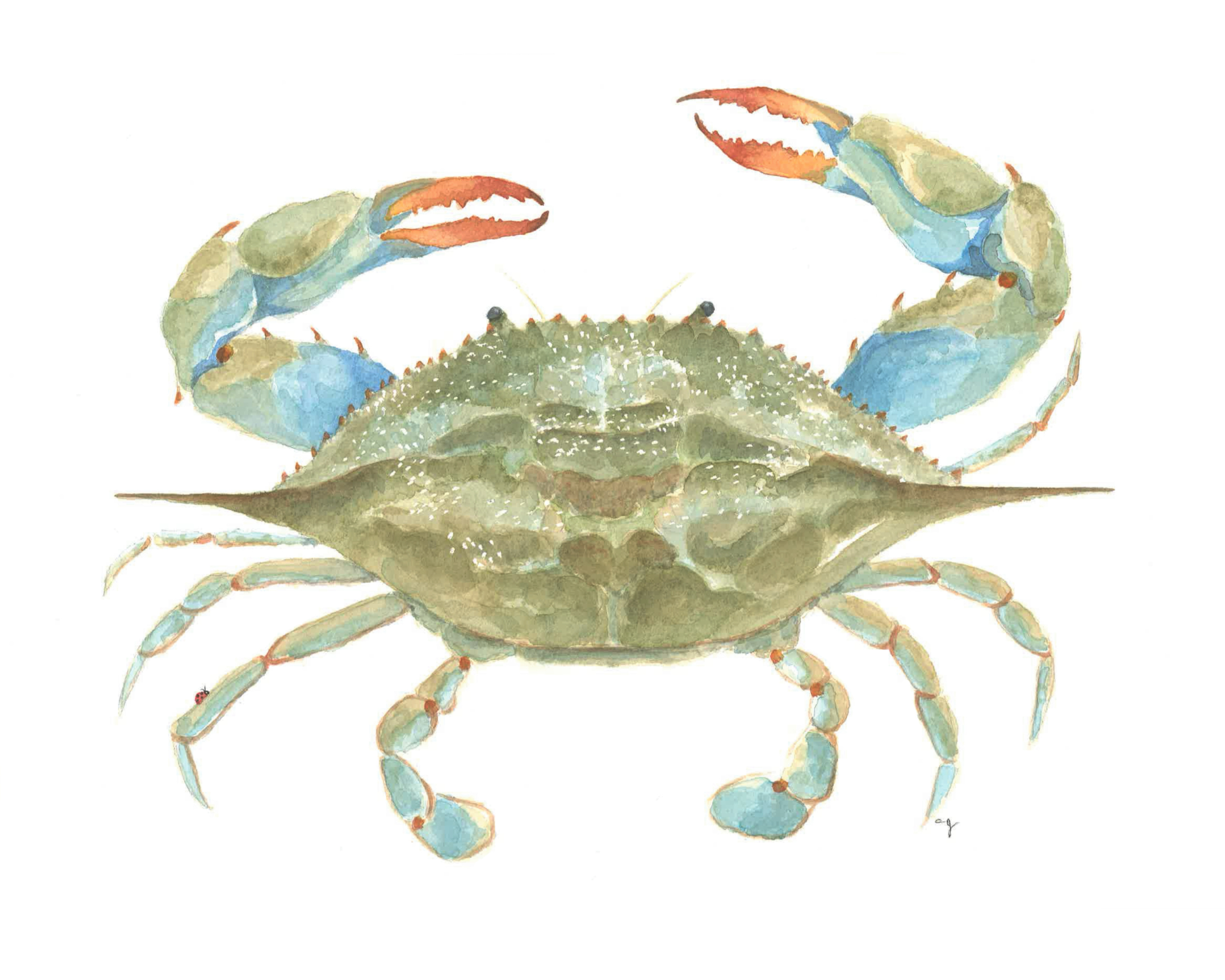 Blue Crab