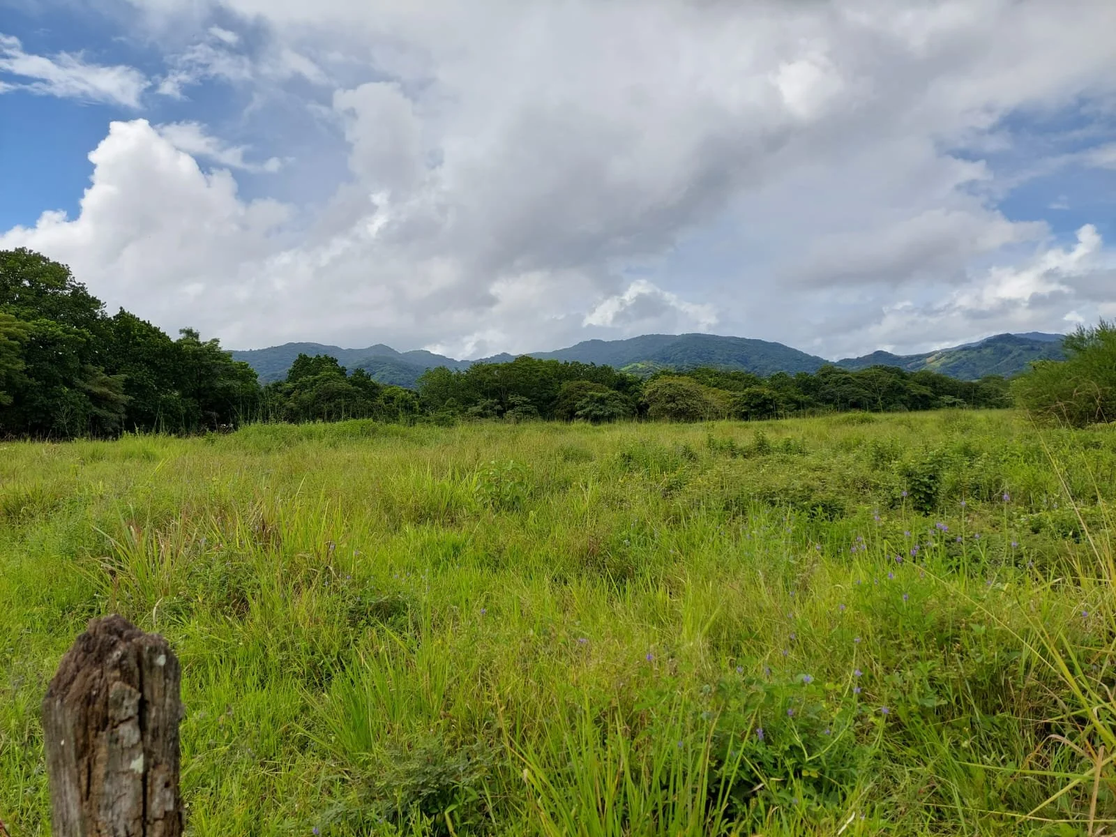 A scenic landscape with green grass, trees, and distant mountains under a partly cloudy sky.