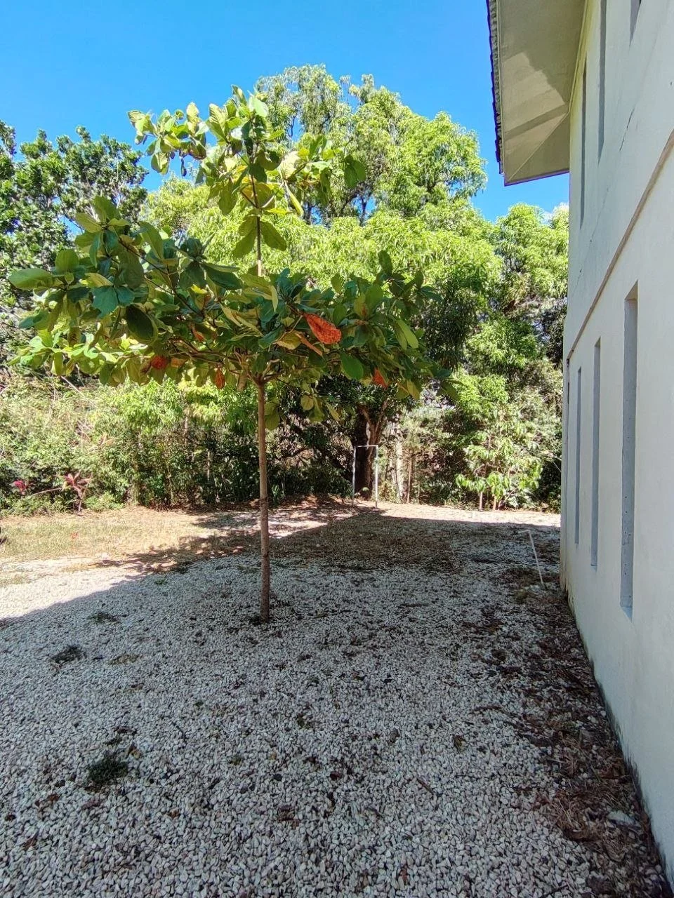 A backyard with a young tree, gravel ground, lush greenery, and a white building wall on the right, under a bright blue sky.