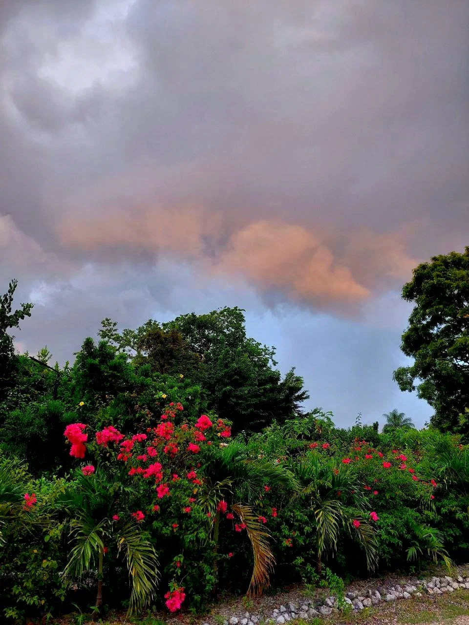 A garden with pink and red flowers, green bushes and trees, under a cloudy sky with gray and pink cloud formations.