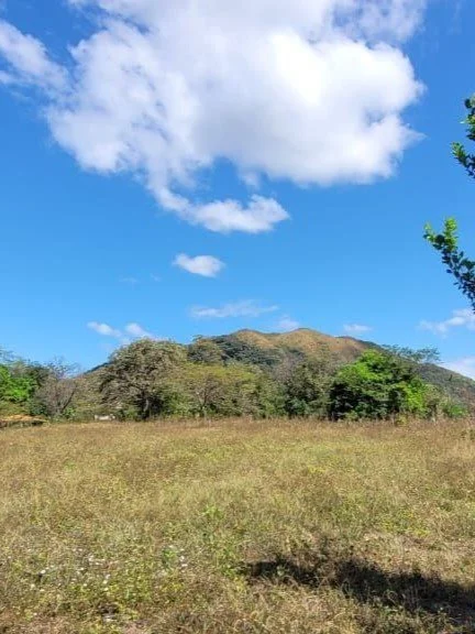 Open field with grass and scattered trees, a mountain in the background, and a bright blue sky with white clouds.