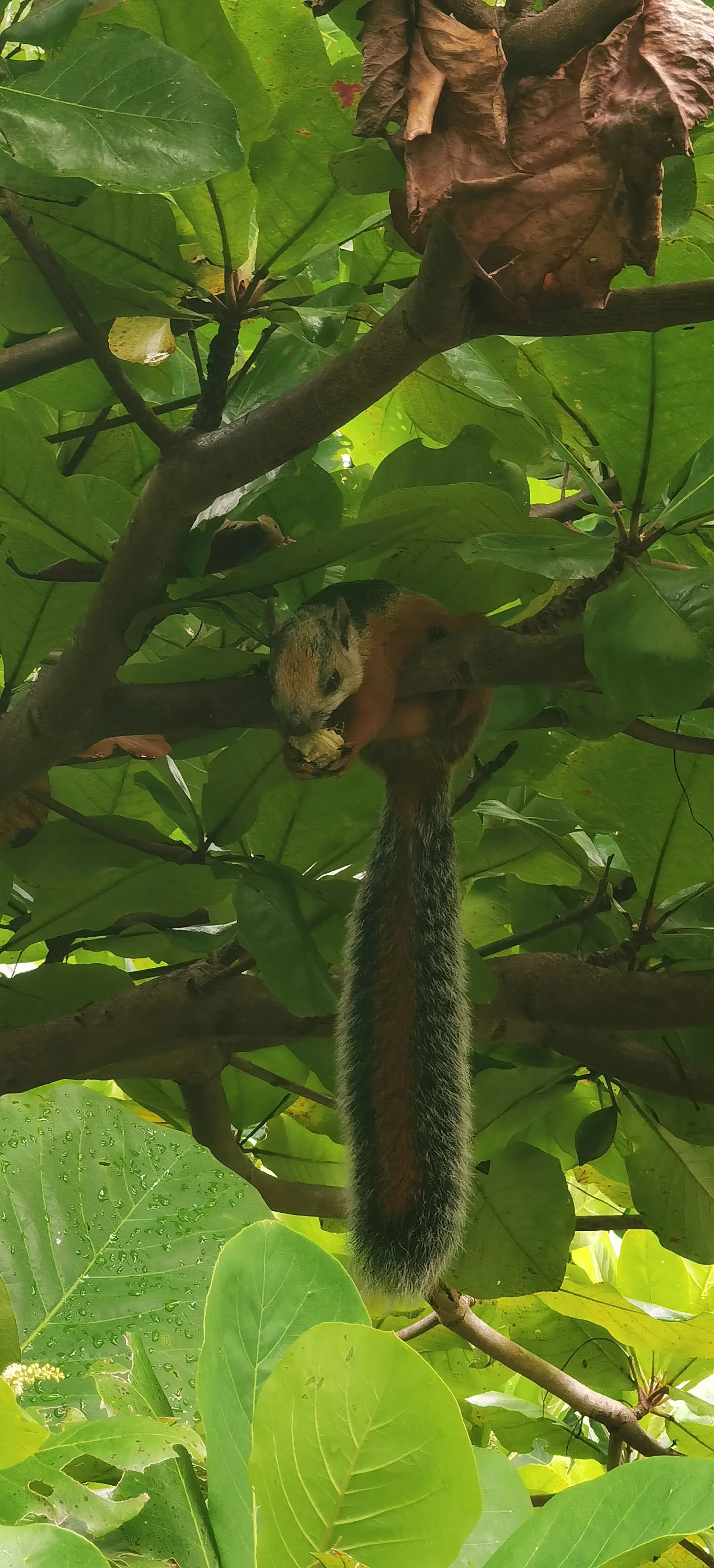 A squirrel climbing a tree, surrounded by green leaves, holding a nut in its paws.