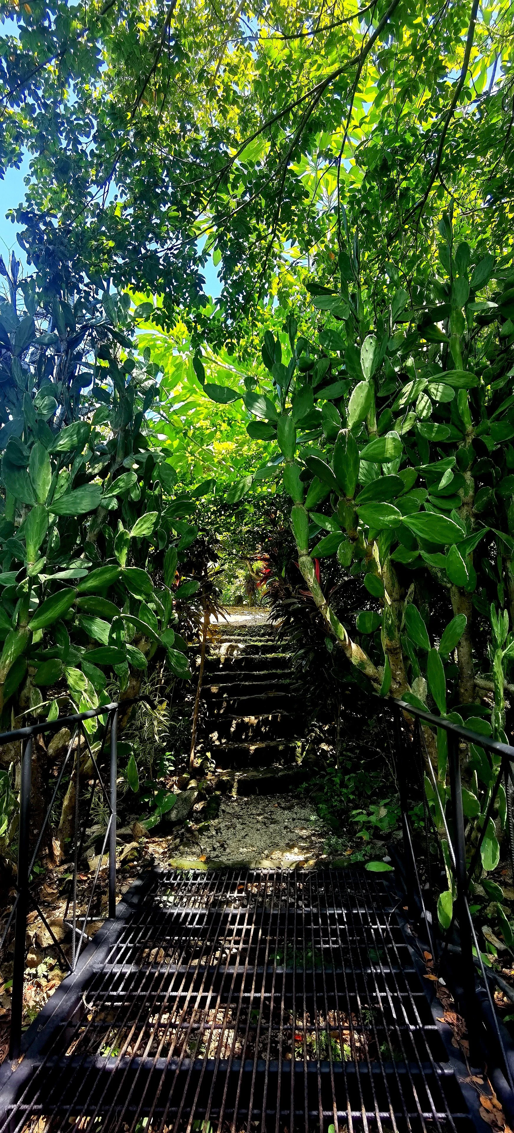 A trail with stairs surrounded by lush green tropical plants and trees, with sunlight filtering through the leaves.